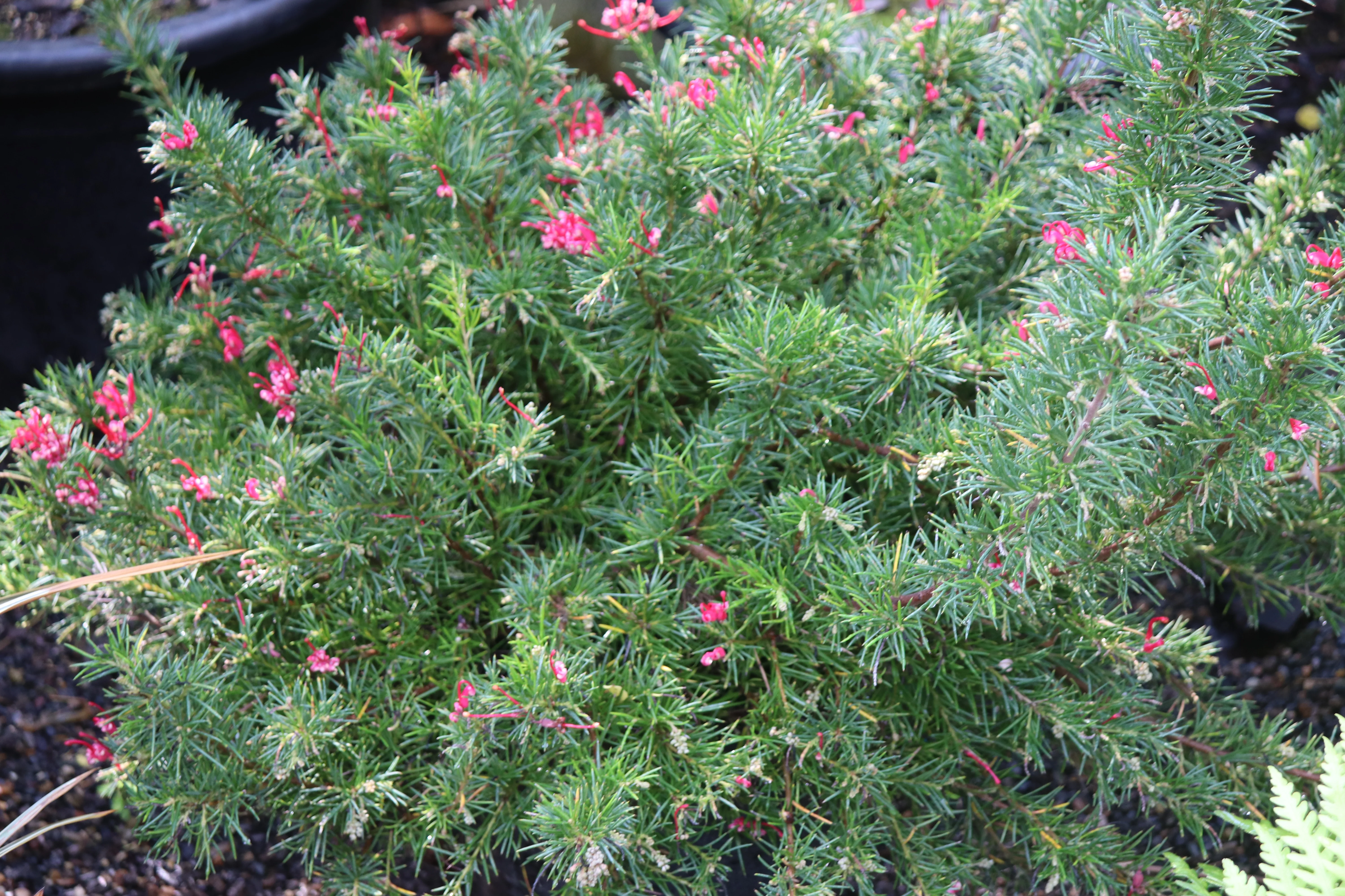 *RETAIL - Grevillea 'Canberra Gem' - Image 3