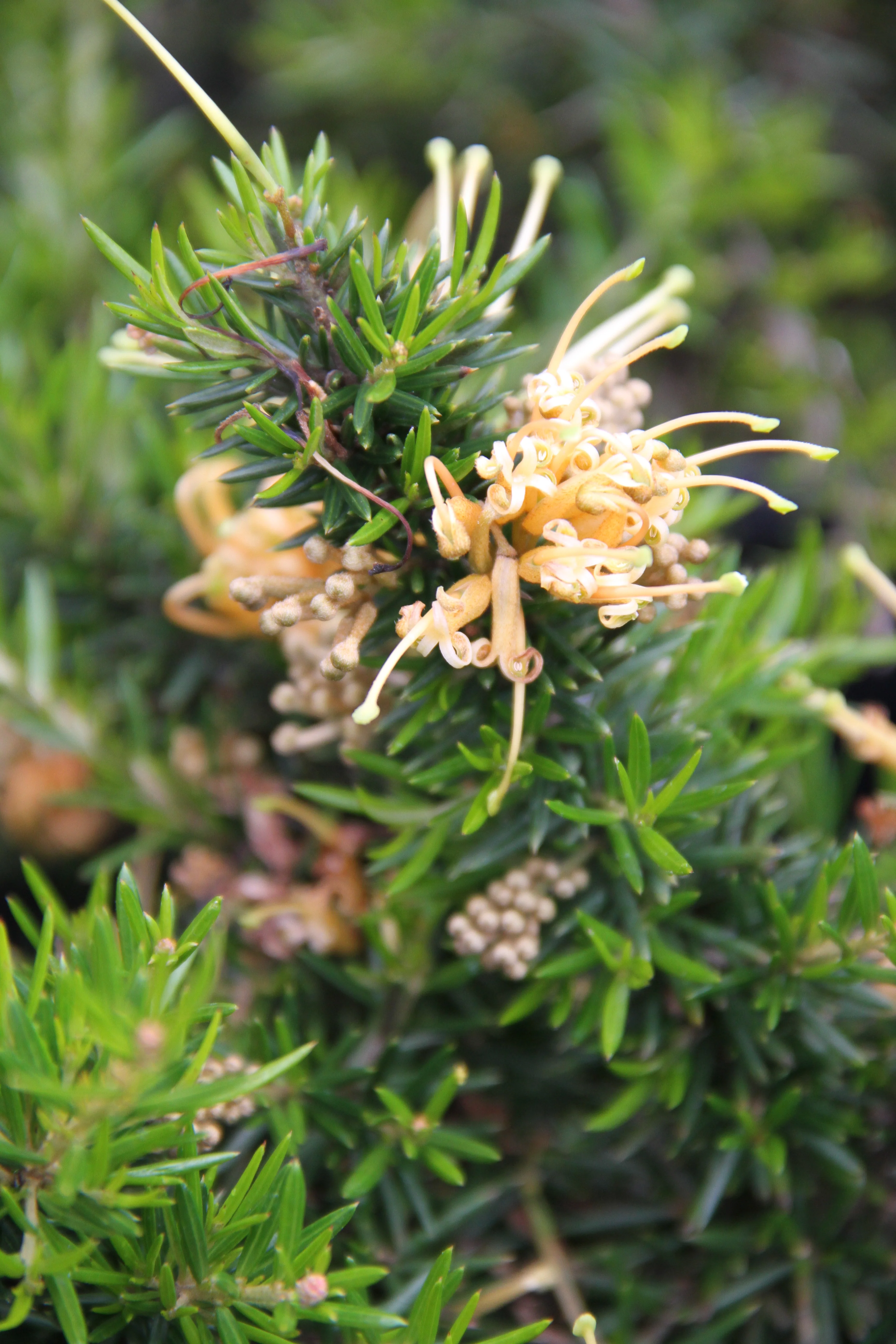 *RETAIL - Grevillea juniperina 'Molonglo' - Image 2