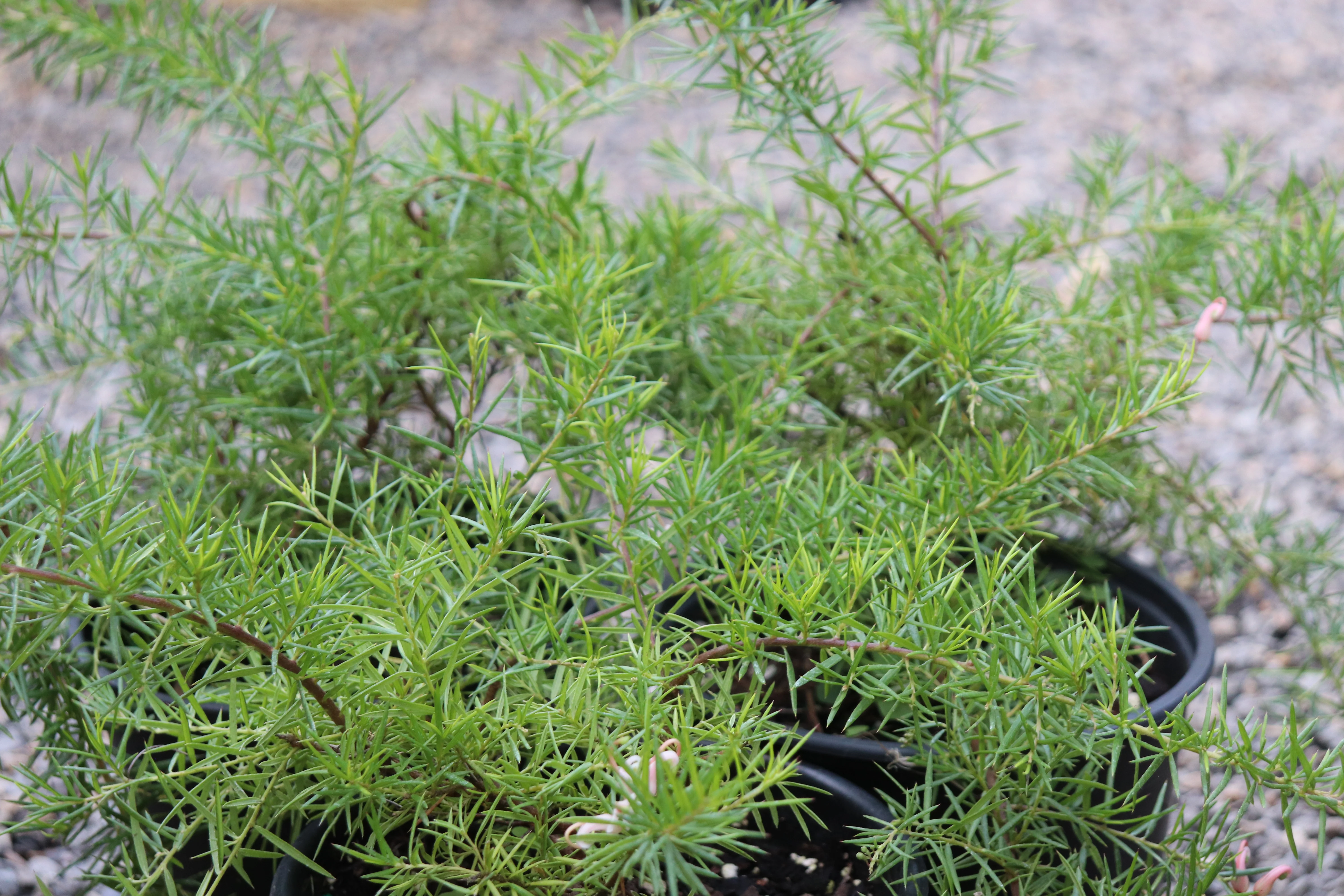 *RETAIL - Grevillea 'Pink Lady' - Image 2
