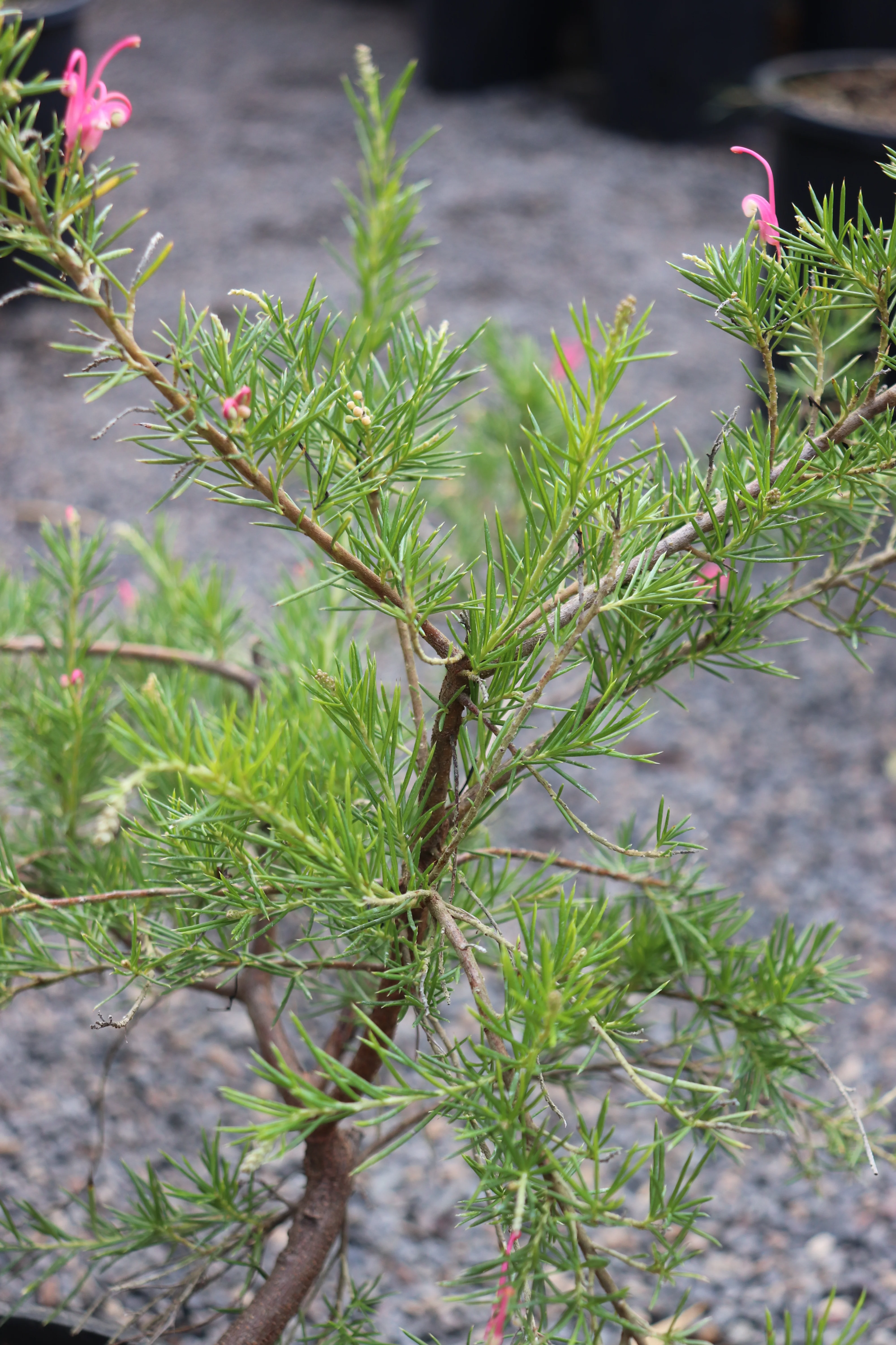 *RETAIL - Grevillea 'Pink Pearl' - Image 2
