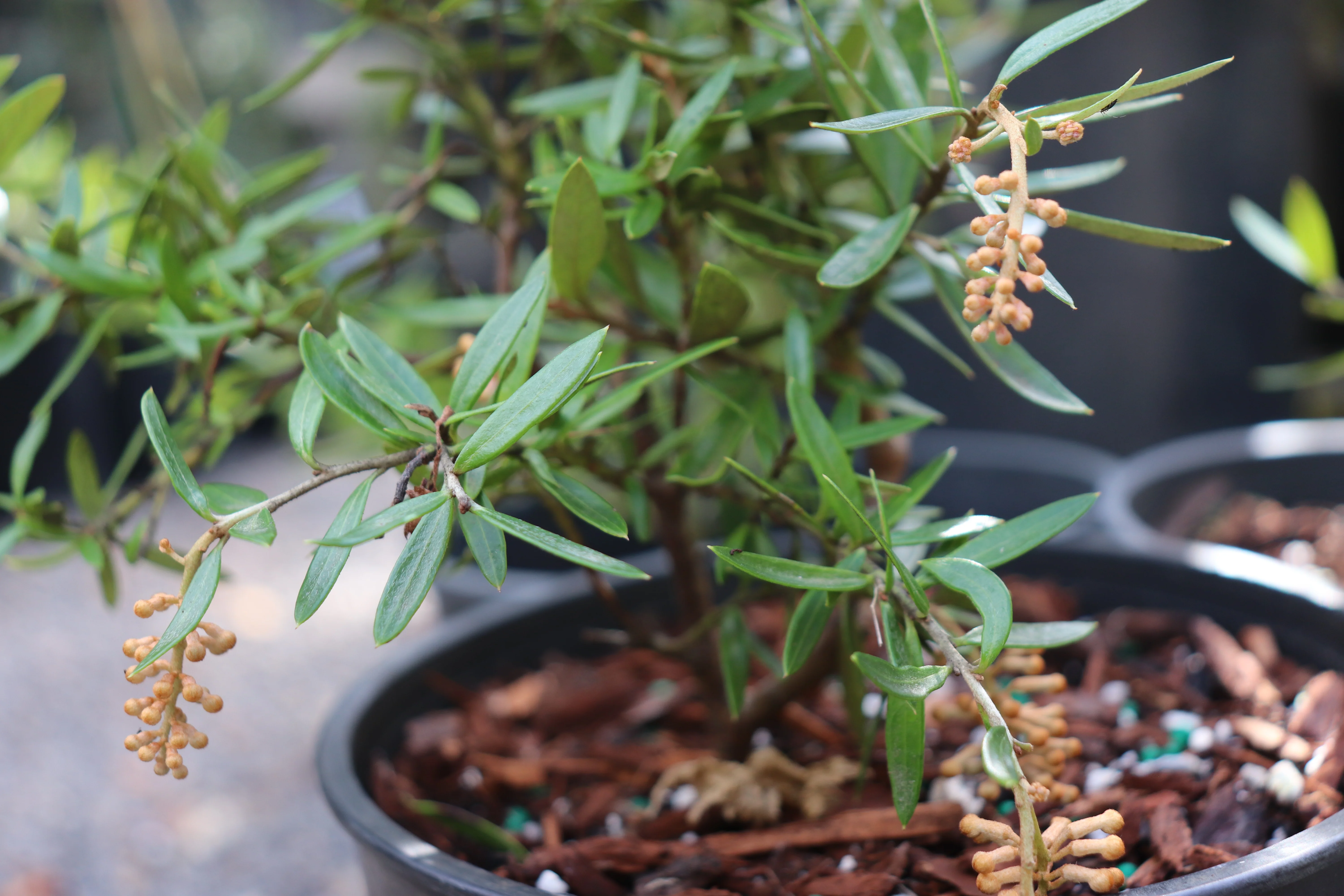 *RETAIL - Grevillea 'Poorinda Constance' - Image 2
