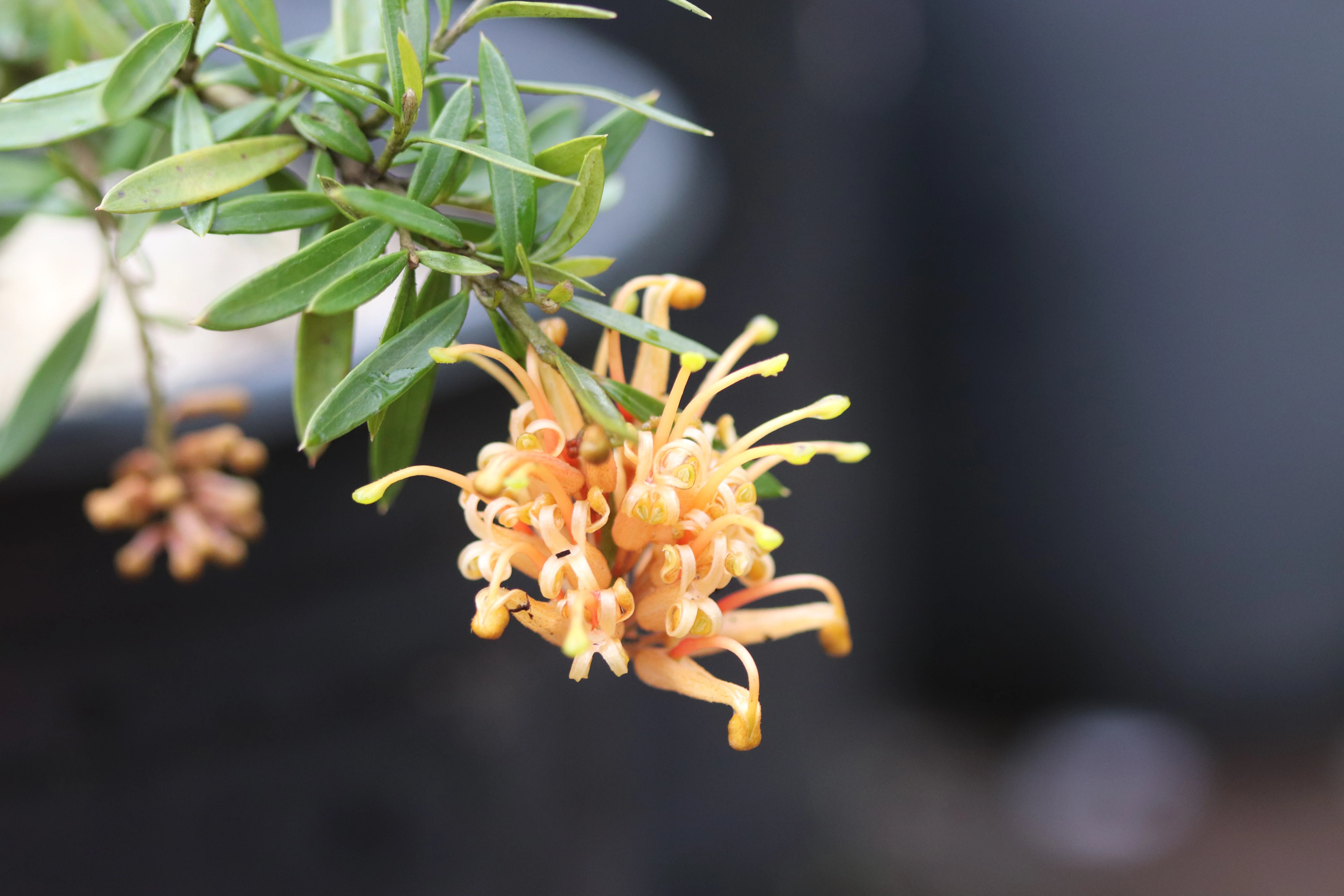 *RETAIL - Grevillea 'Poorinda Leanne'