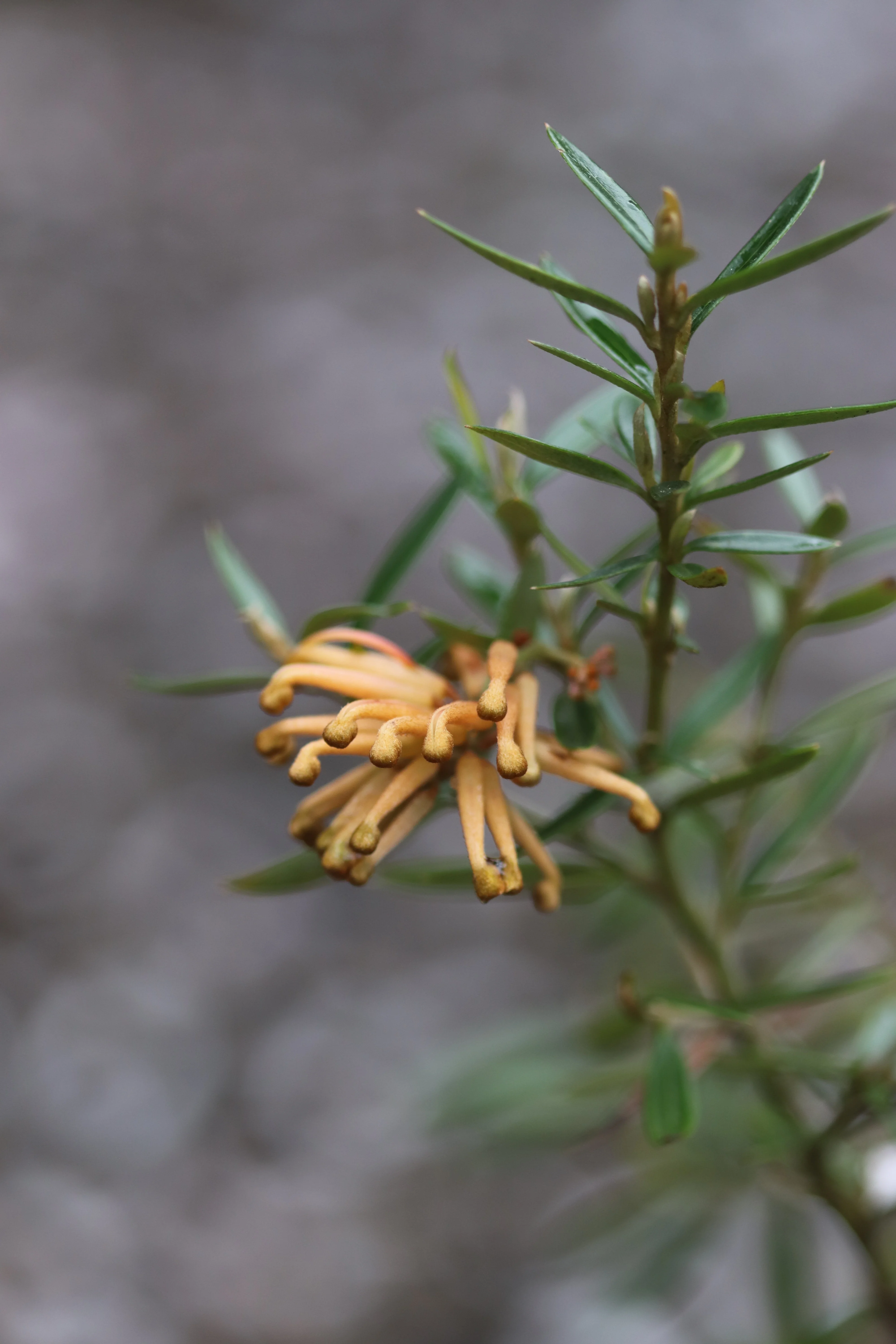 *RETAIL - Grevillea 'Poorinda Leanne' - Image 2