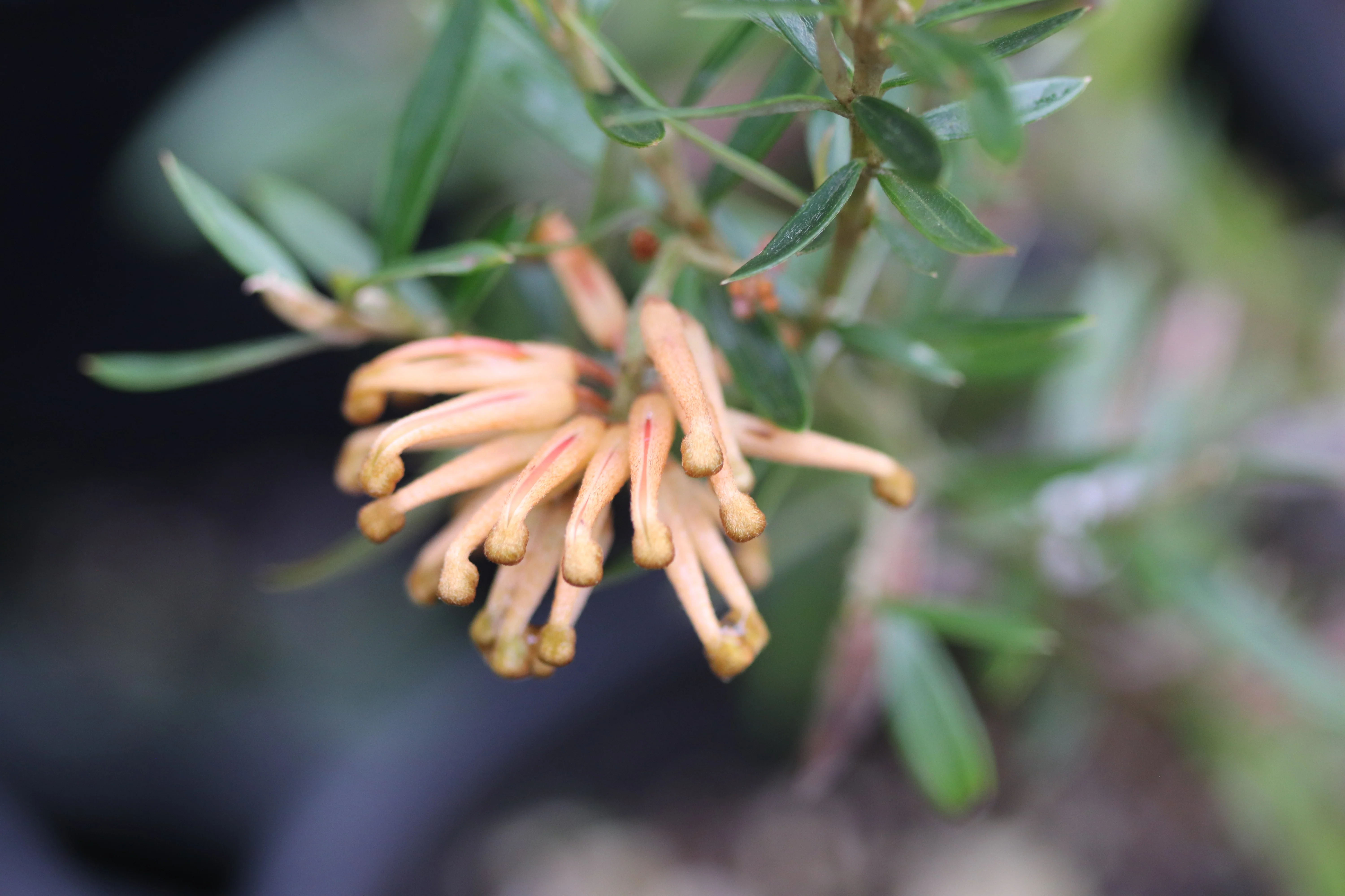 *RETAIL - Grevillea 'Poorinda Leanne' - Image 3