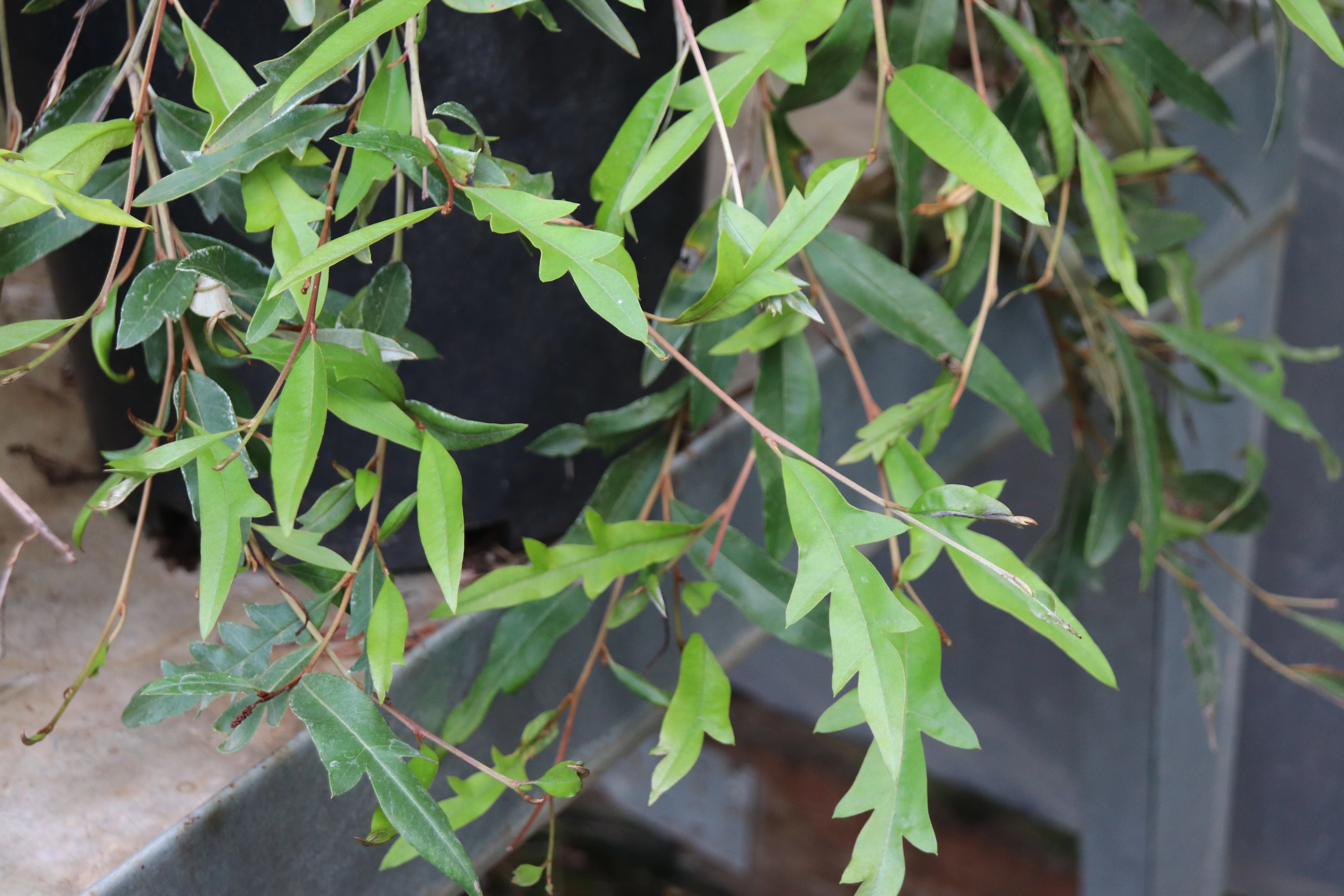 *RETAIL - Grevillea 'Poorinda Royal Mantle' - Image 2