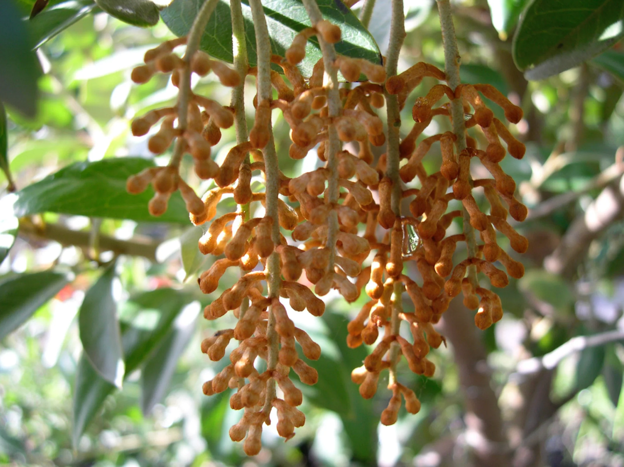 *RETAIL - Grevillea victoriae 'Murray Valley Queen'