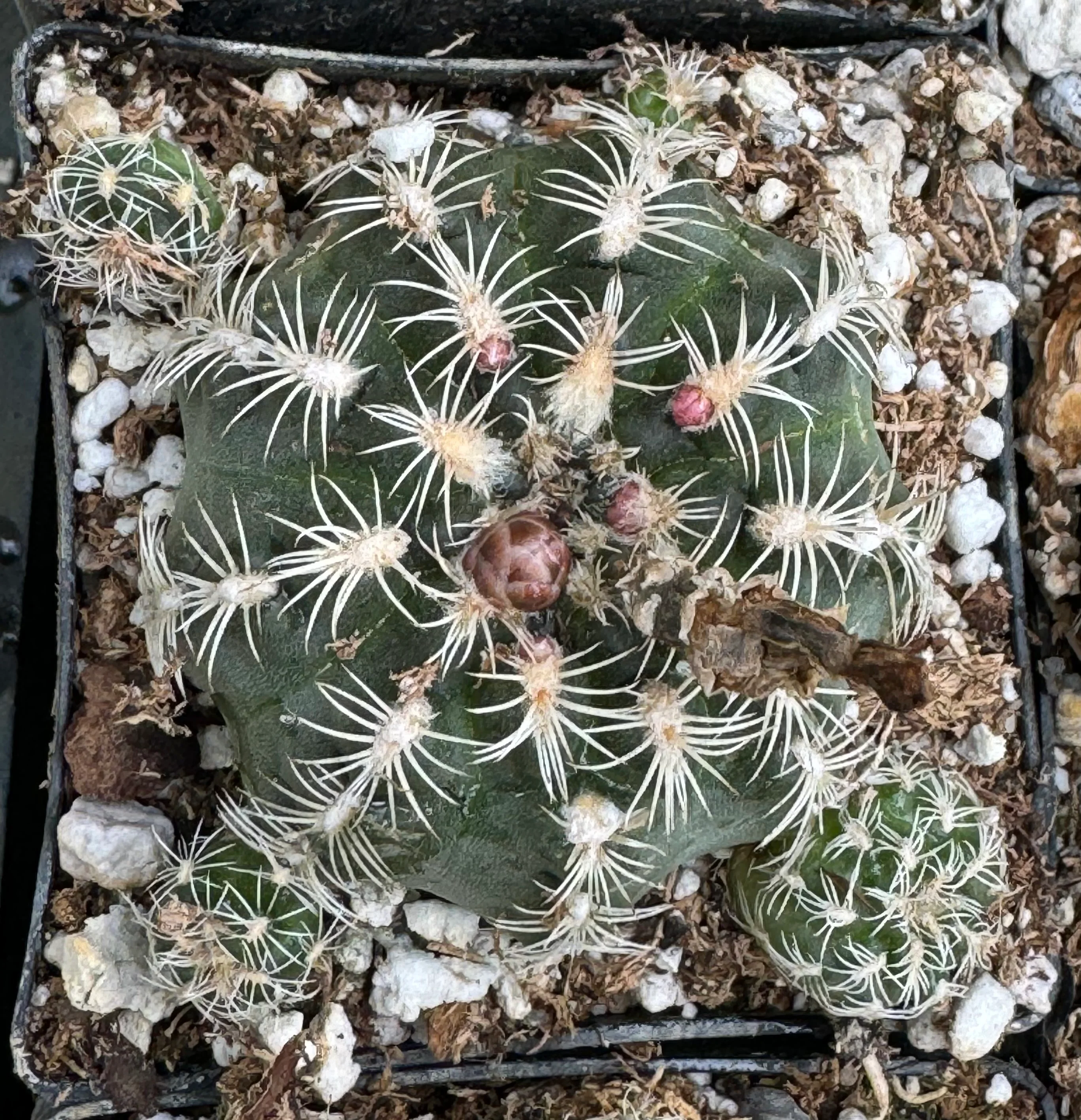*RETAIL - Gymnocalycium bruchii - Image 2