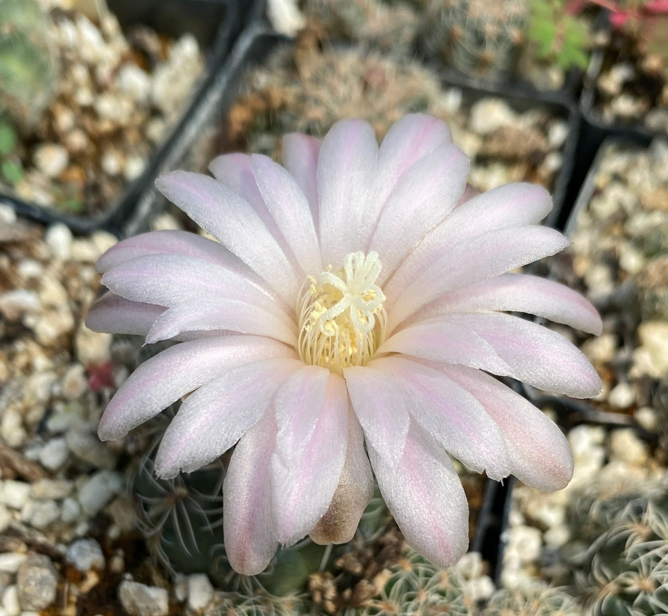 *RETAIL - Gymnocalycium bruchii - Image 3