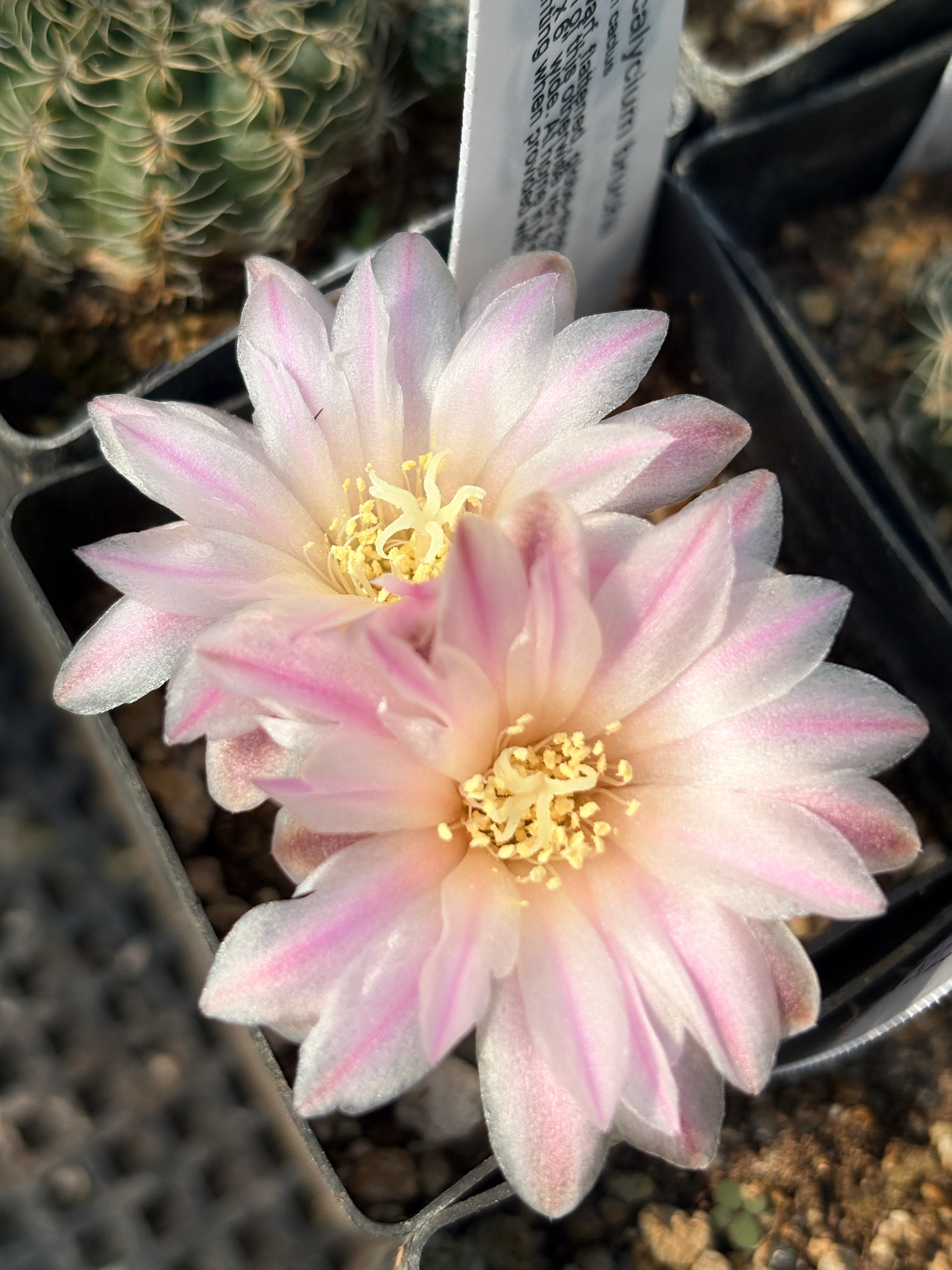 *RETAIL - Gymnocalycium bruchii - Image 4