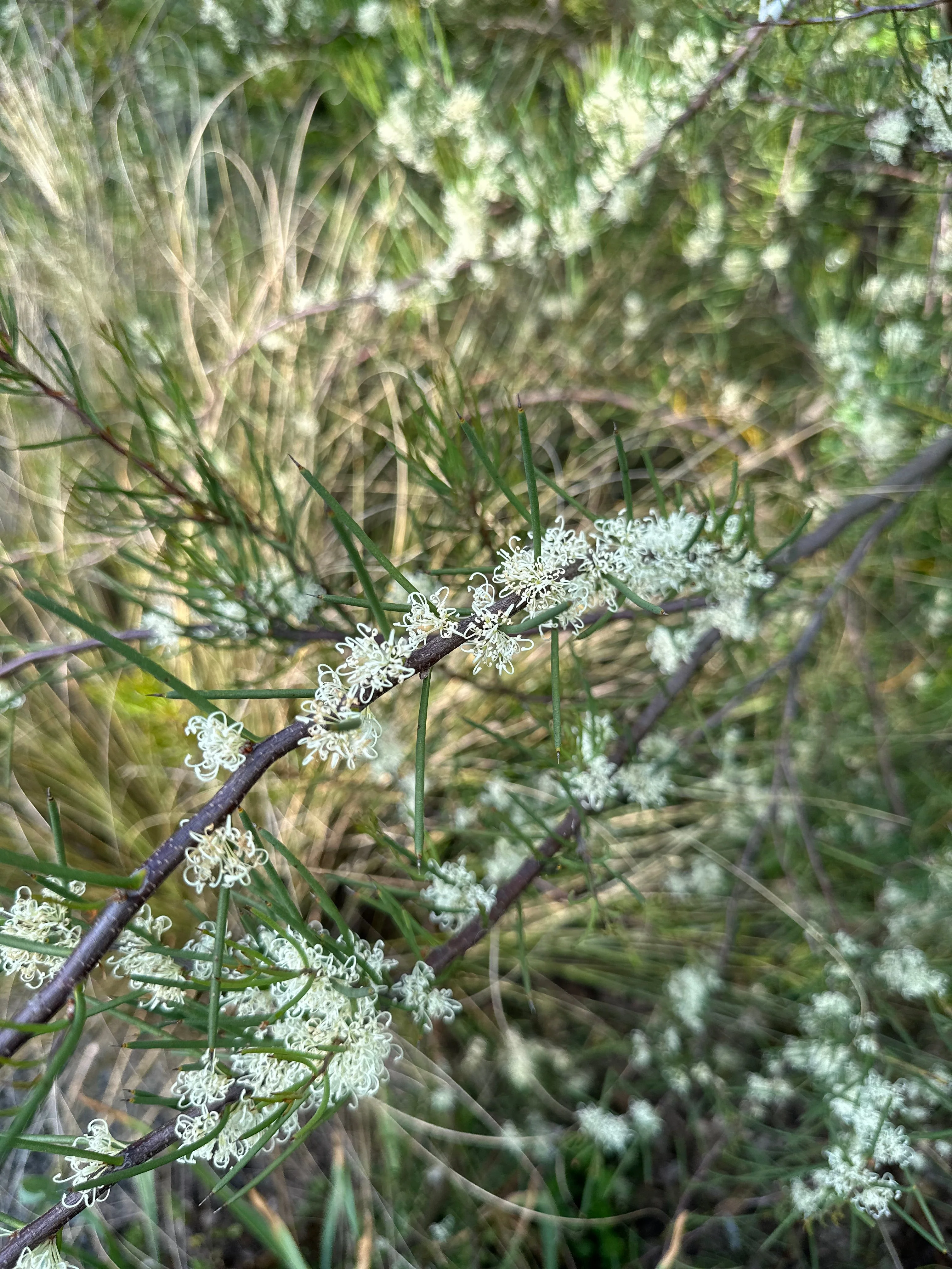 *RETAIL - Hakea lissosperma - Image 3