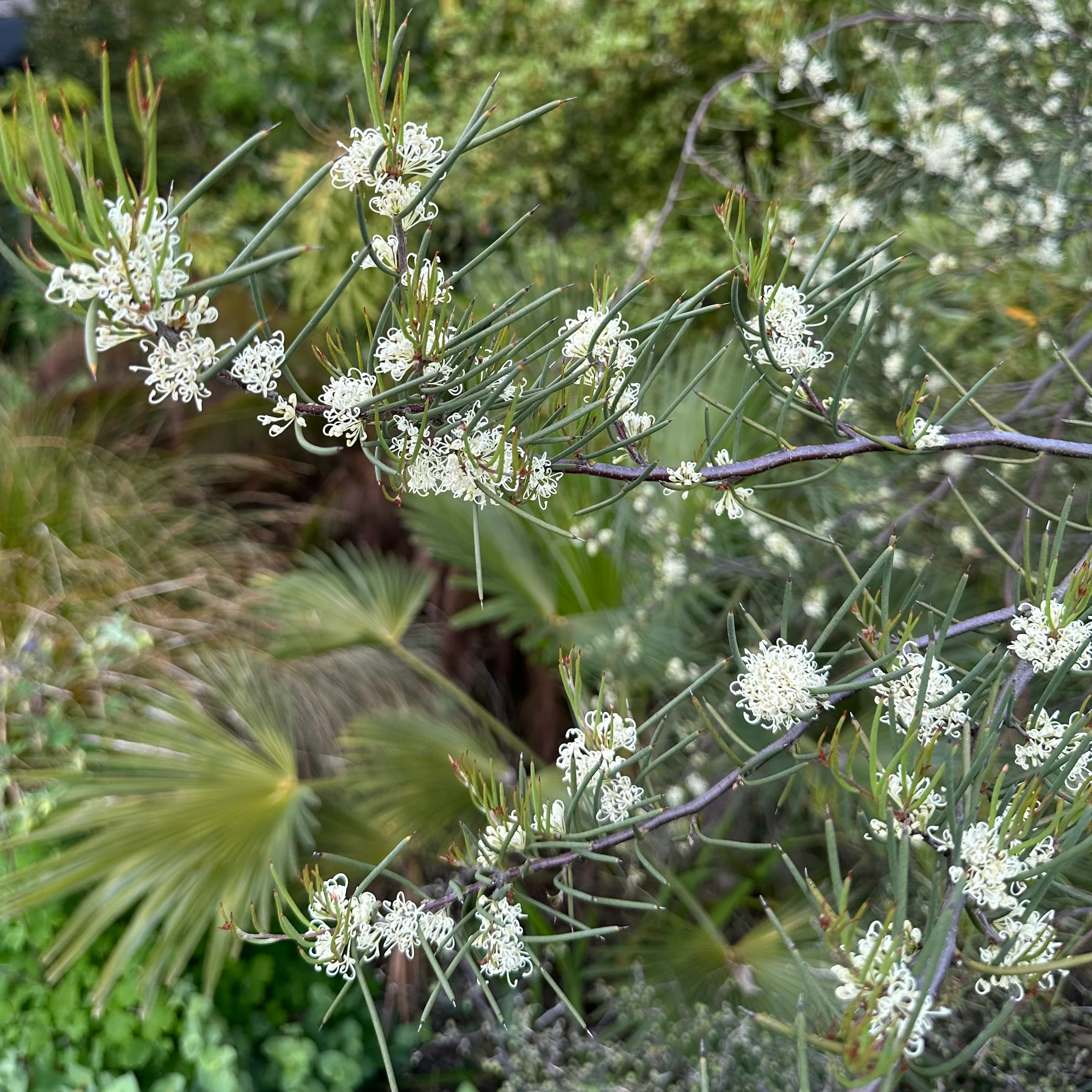 Hakea lissosperma - Image 3