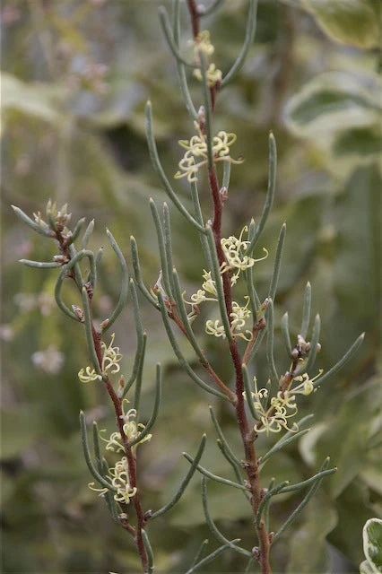 *RETAIL - Hakea lissosperma - Image 5