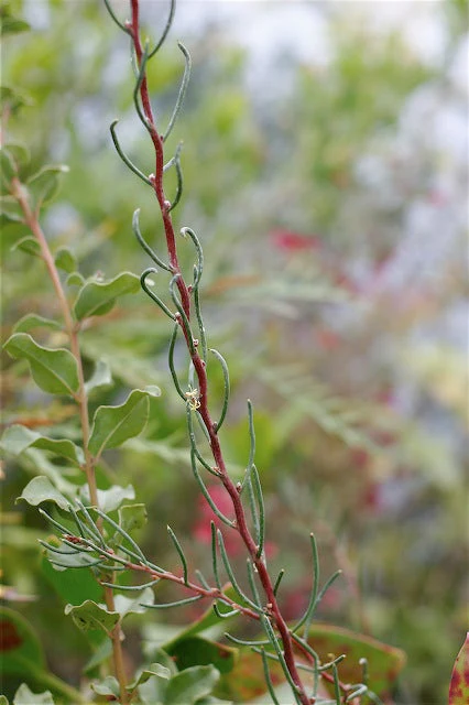 *RETAIL - Hakea lissosperma - Image 6