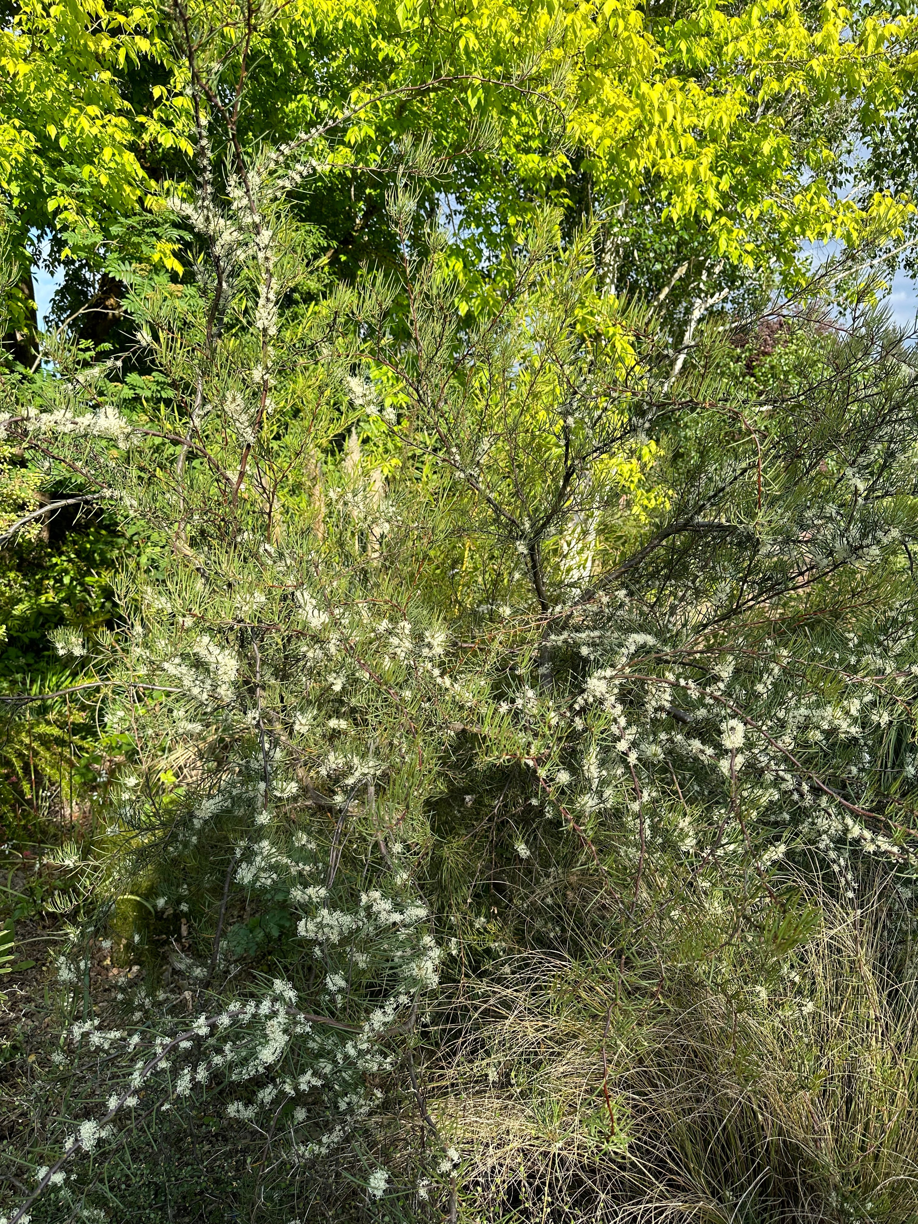 *RETAIL - Hakea lissosperma - Image 7