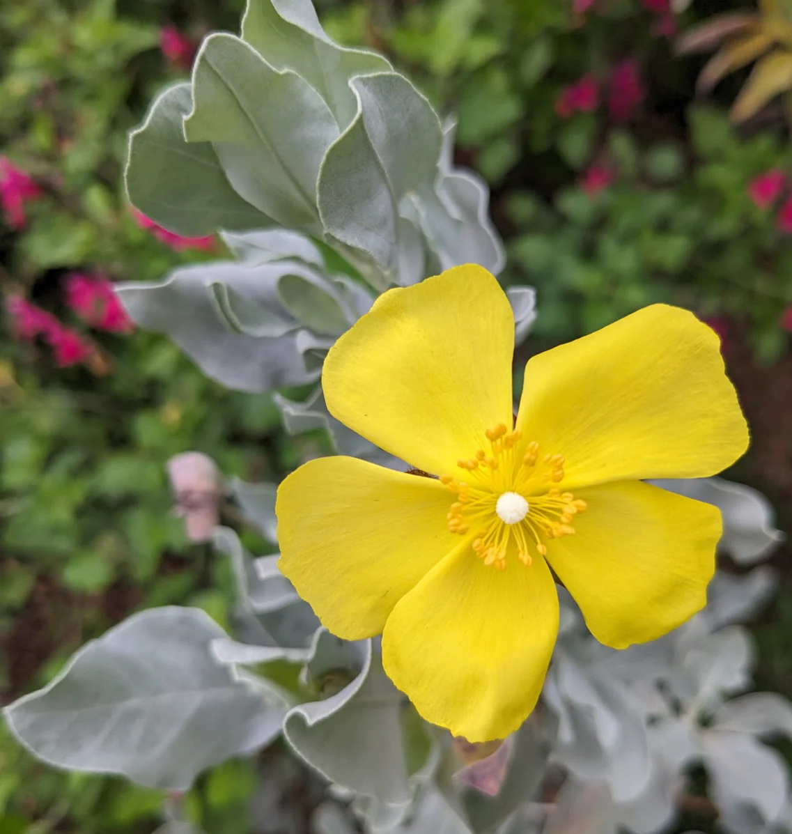 *RETAIL - Halimium atriplicifolium