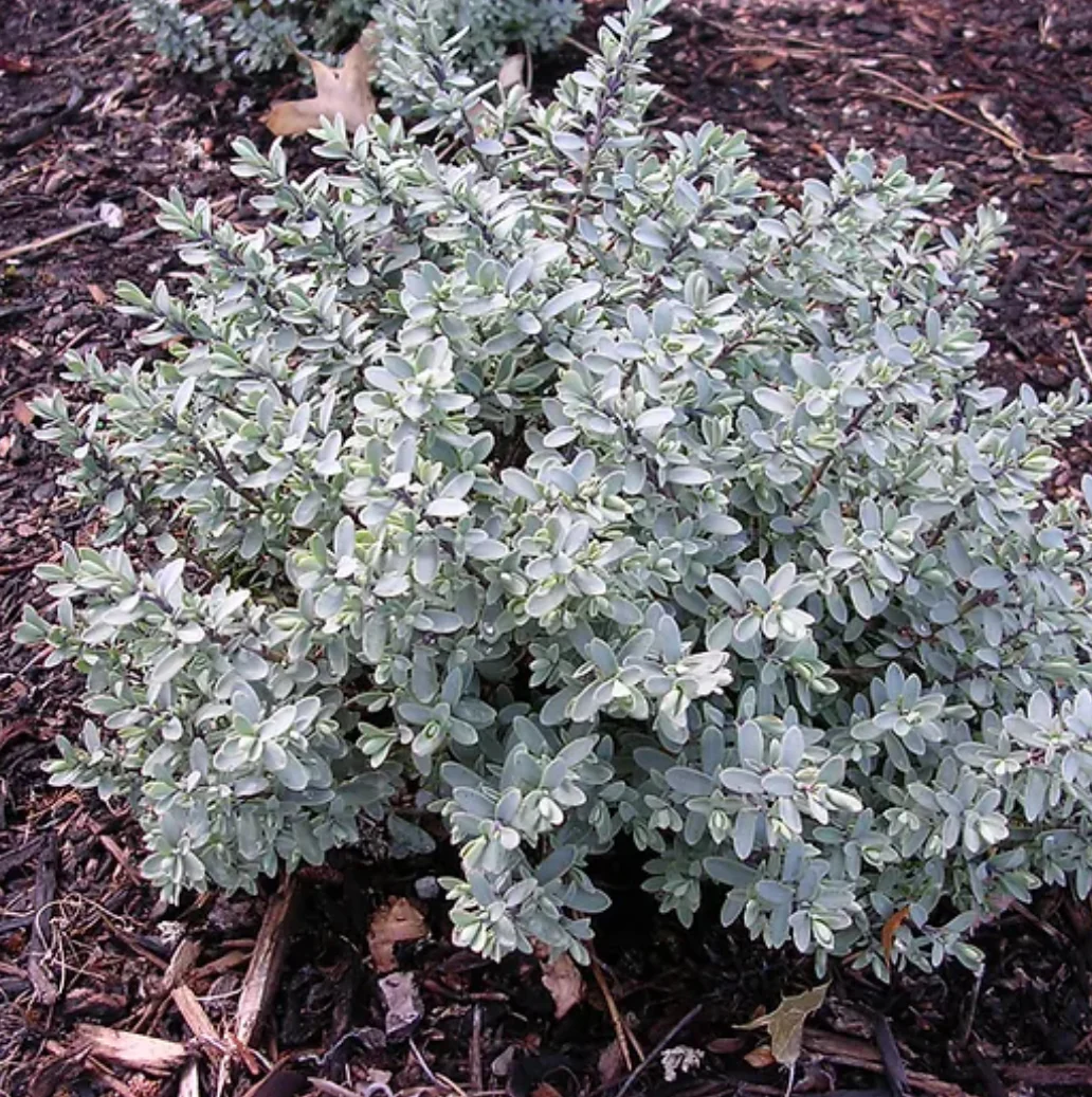 *RETAIL - Hebe pinguifolia 'Pagei'