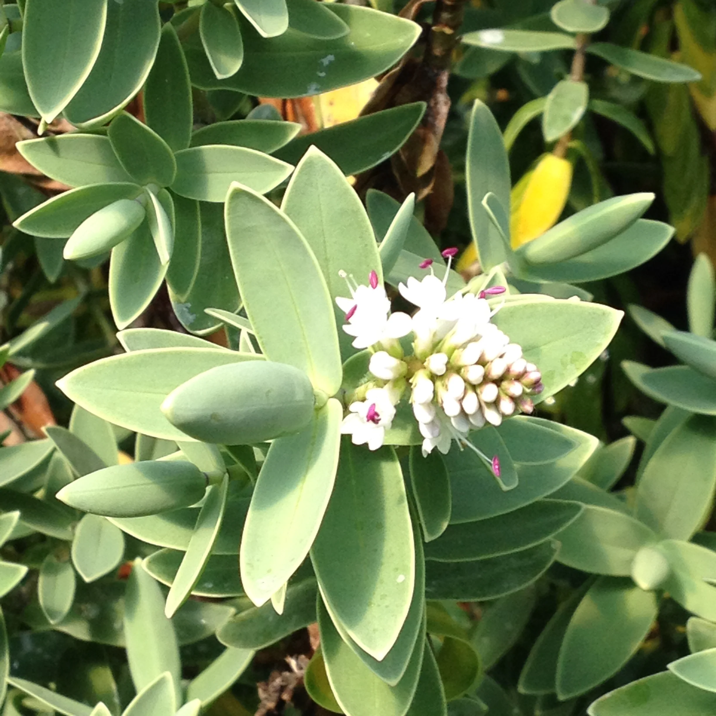 *RETAIL - Hebe pinguifolia ‘Sutherlandii’ - Image 2