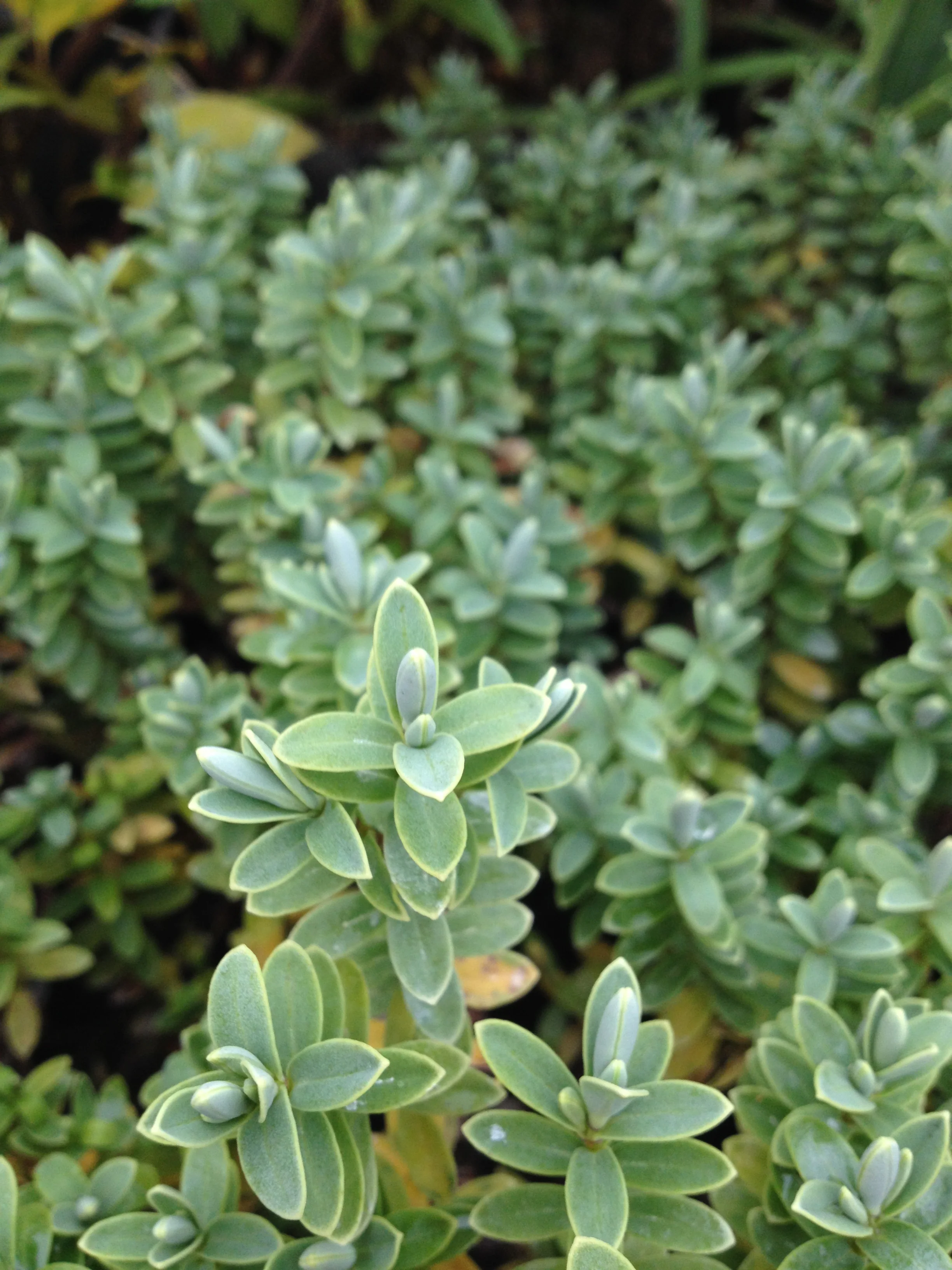 *RETAIL - Hebe pinguifolia ‘Sutherlandii’ - Image 3
