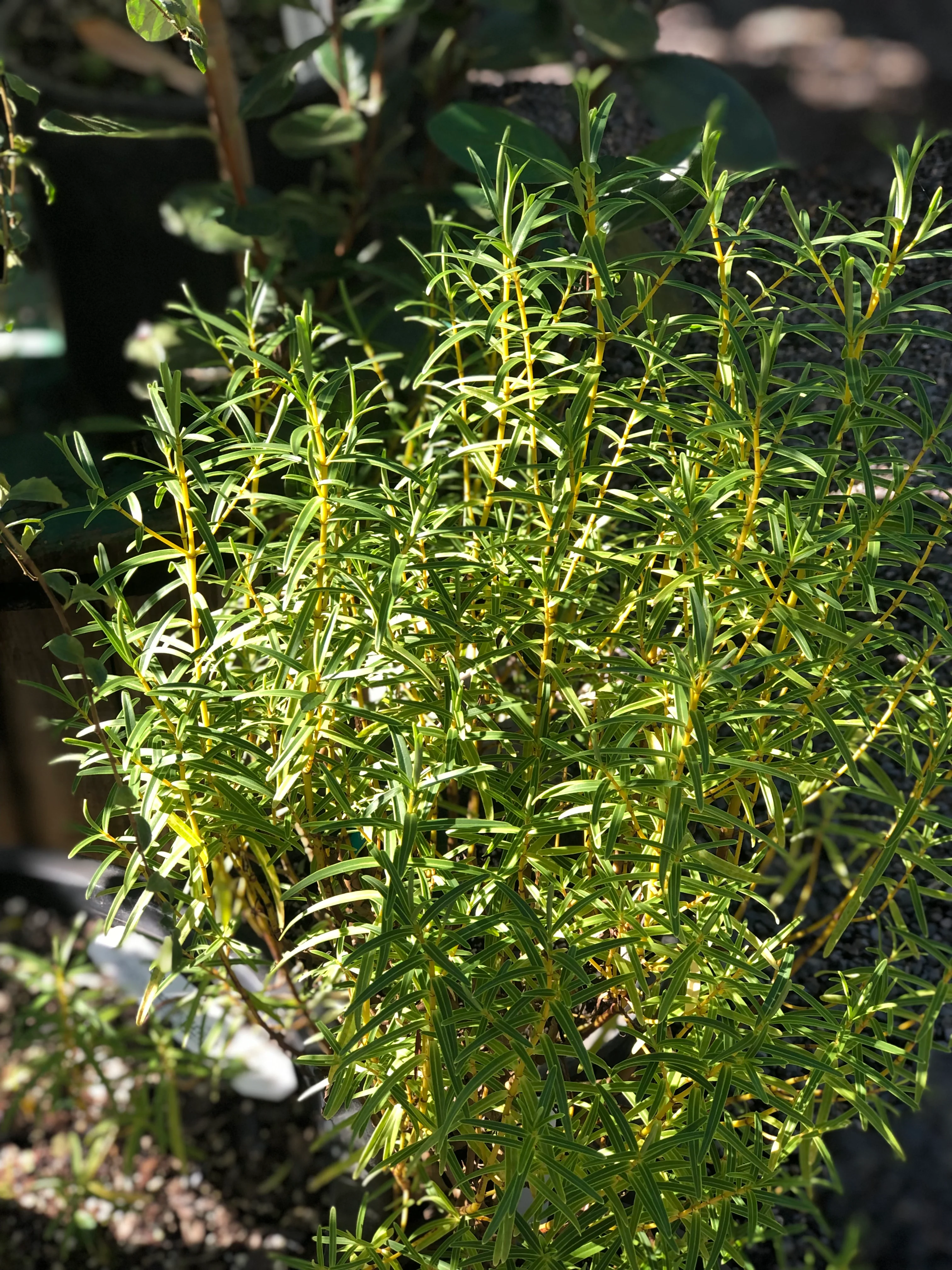 *RETAIL - Hebe salicifolia var. angustissima - Image 2