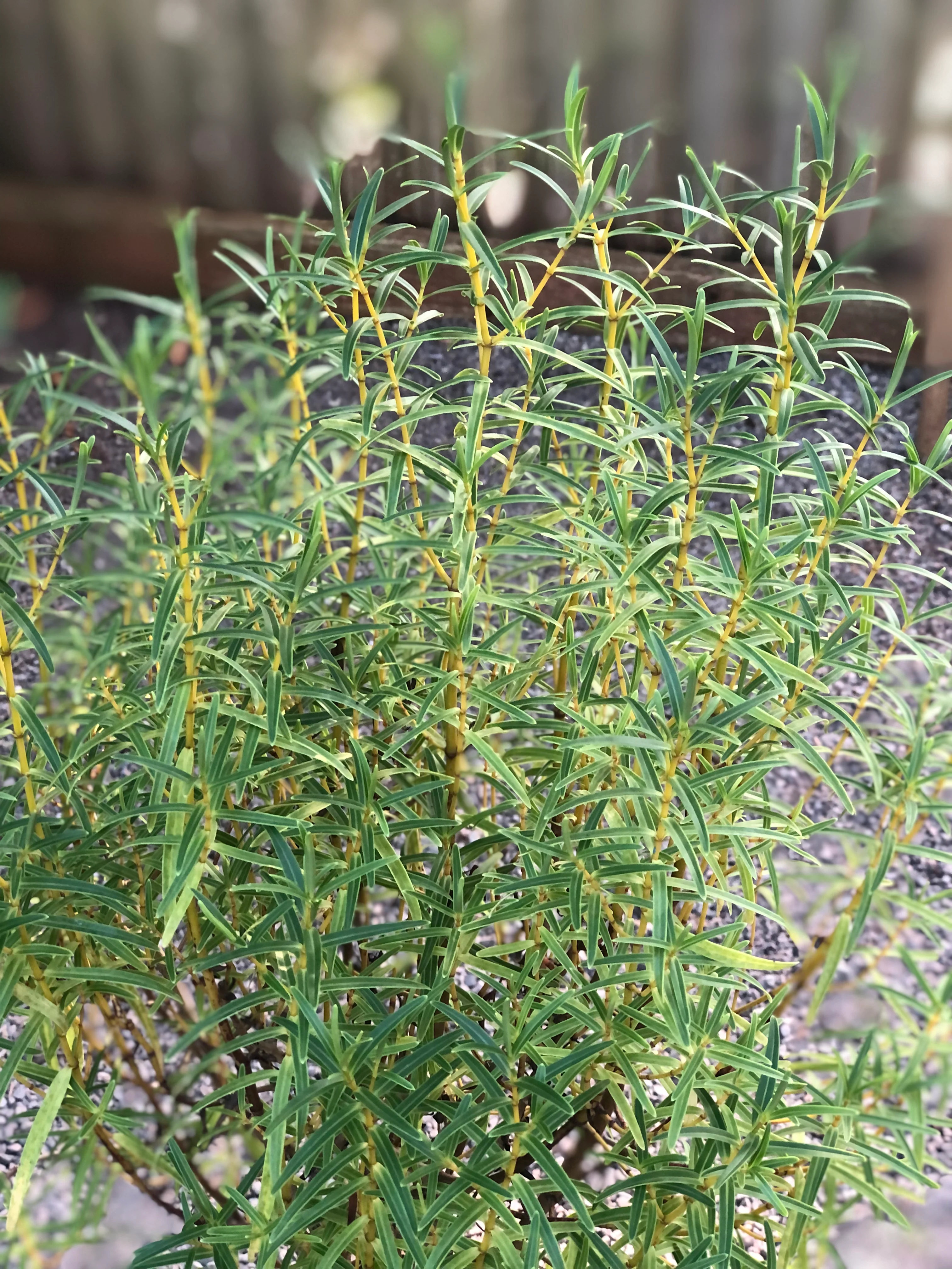 *RETAIL - Hebe salicifolia var. angustissima - Image 3