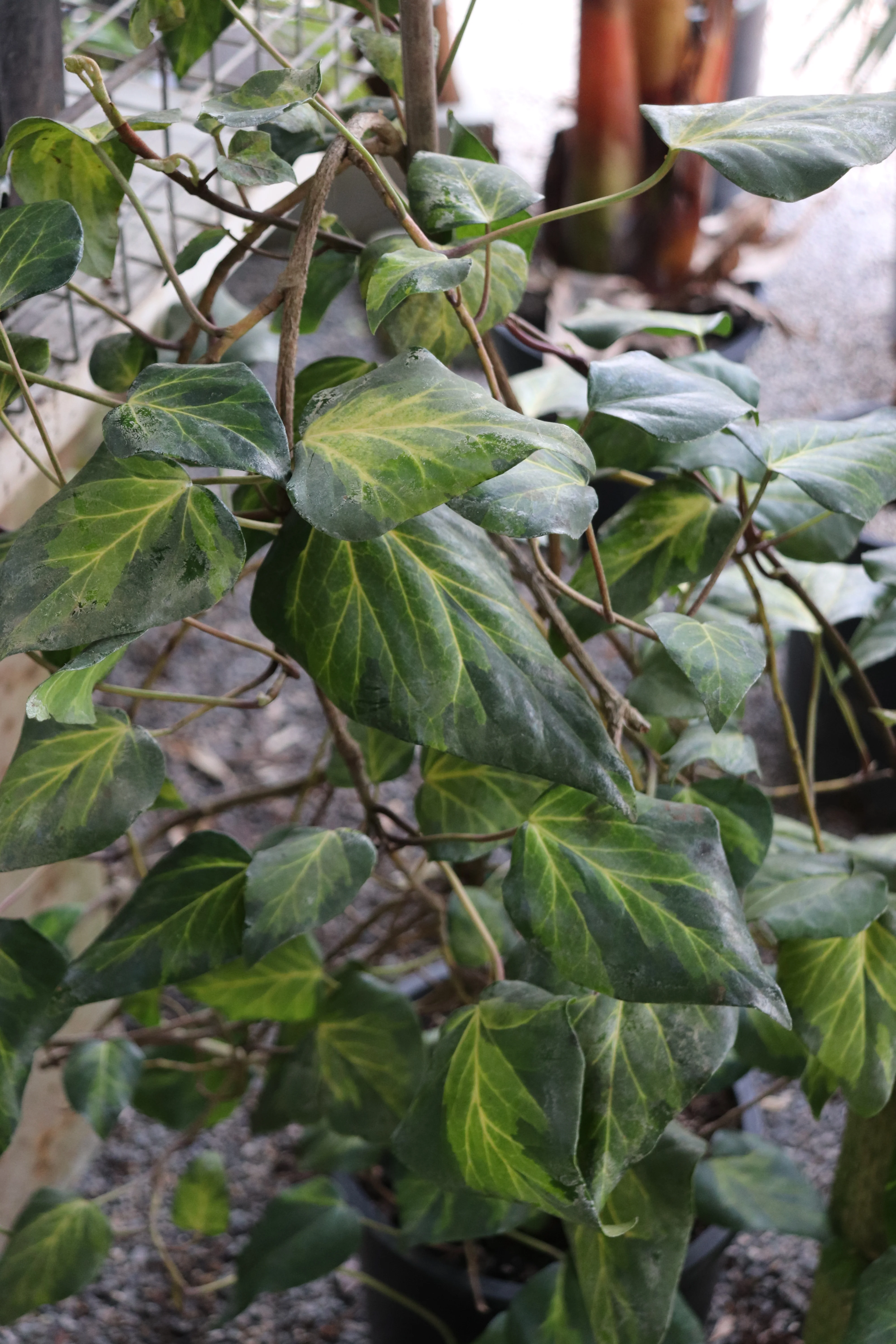 *RETAIL - Hedera canariensis 'Sulphur Heart' - Image 2