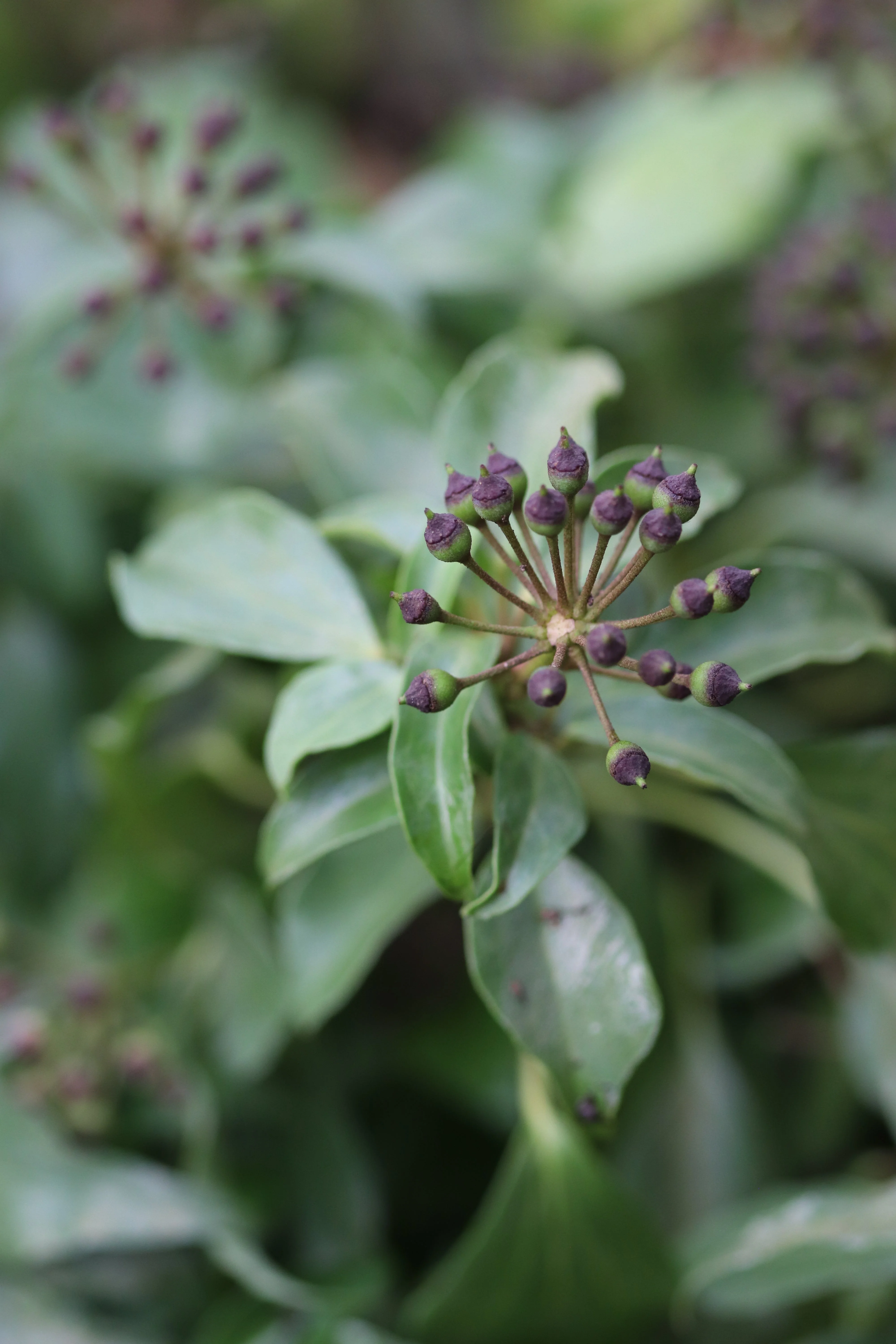 *RETAIL - Hedera nepalensis - adult form - Image 3