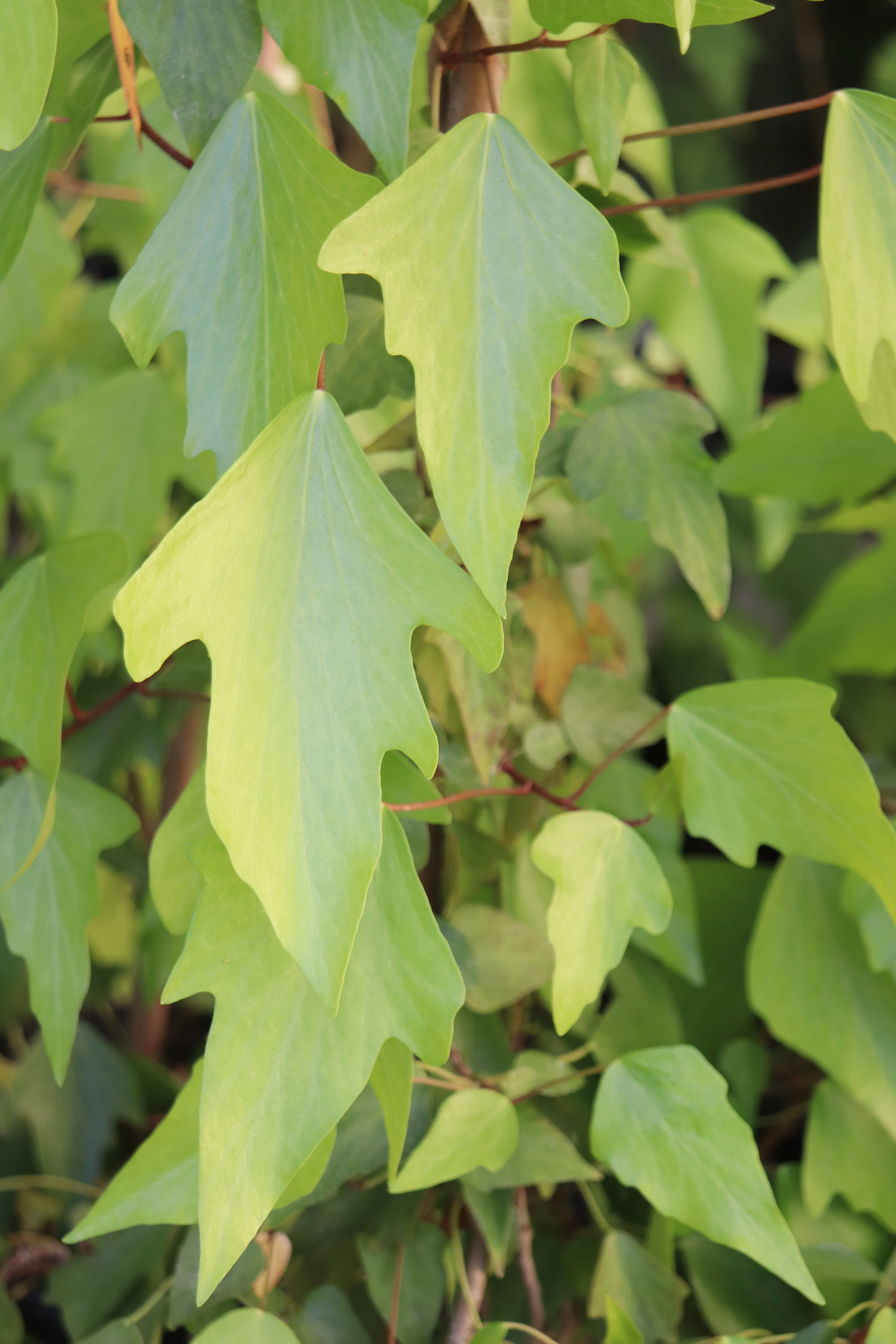 *RETAIL - Hedera nepalensis - adult form - Image 4