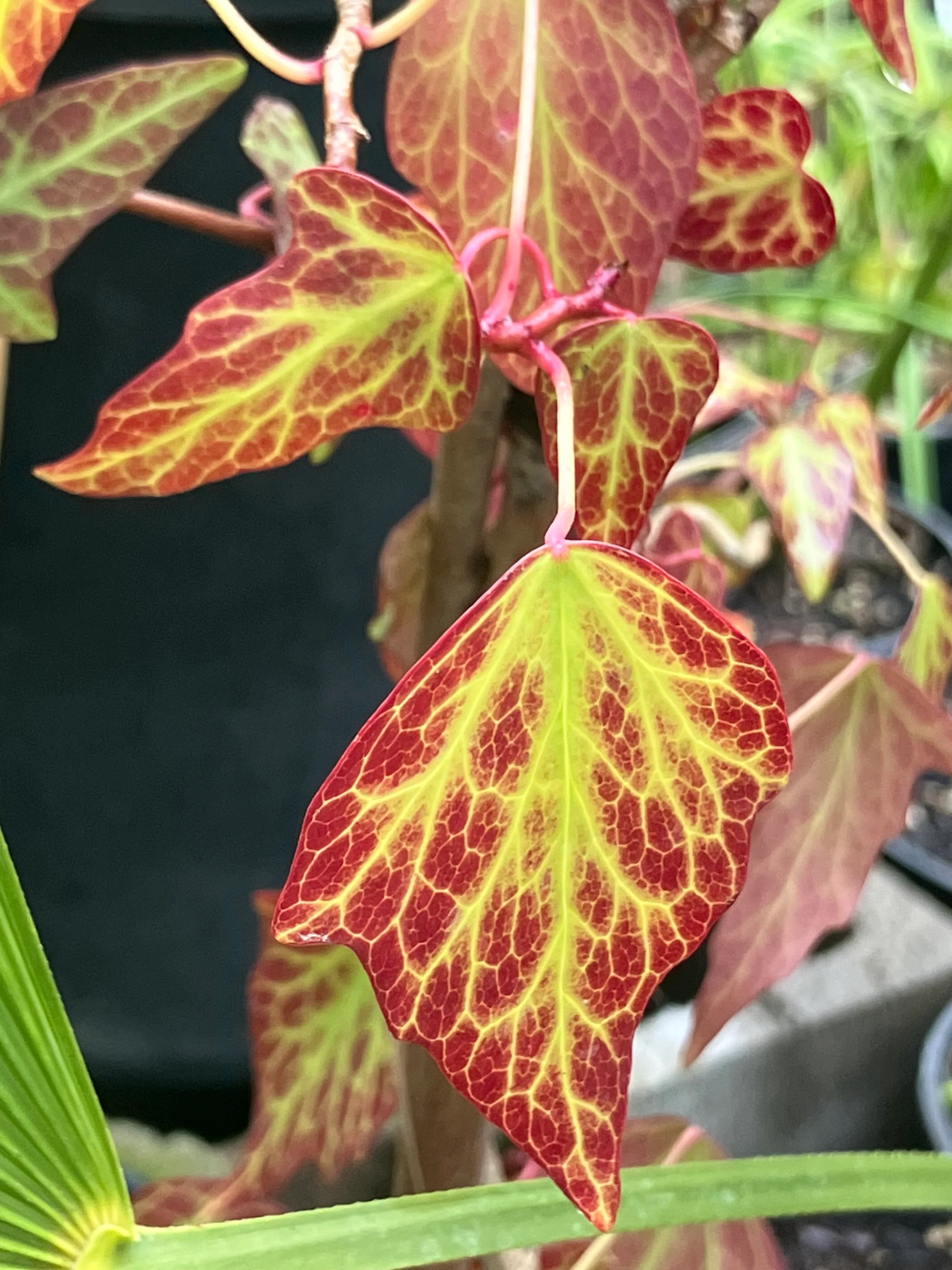 *RETAIL - Hedera nepalensis - adult form - Image 5