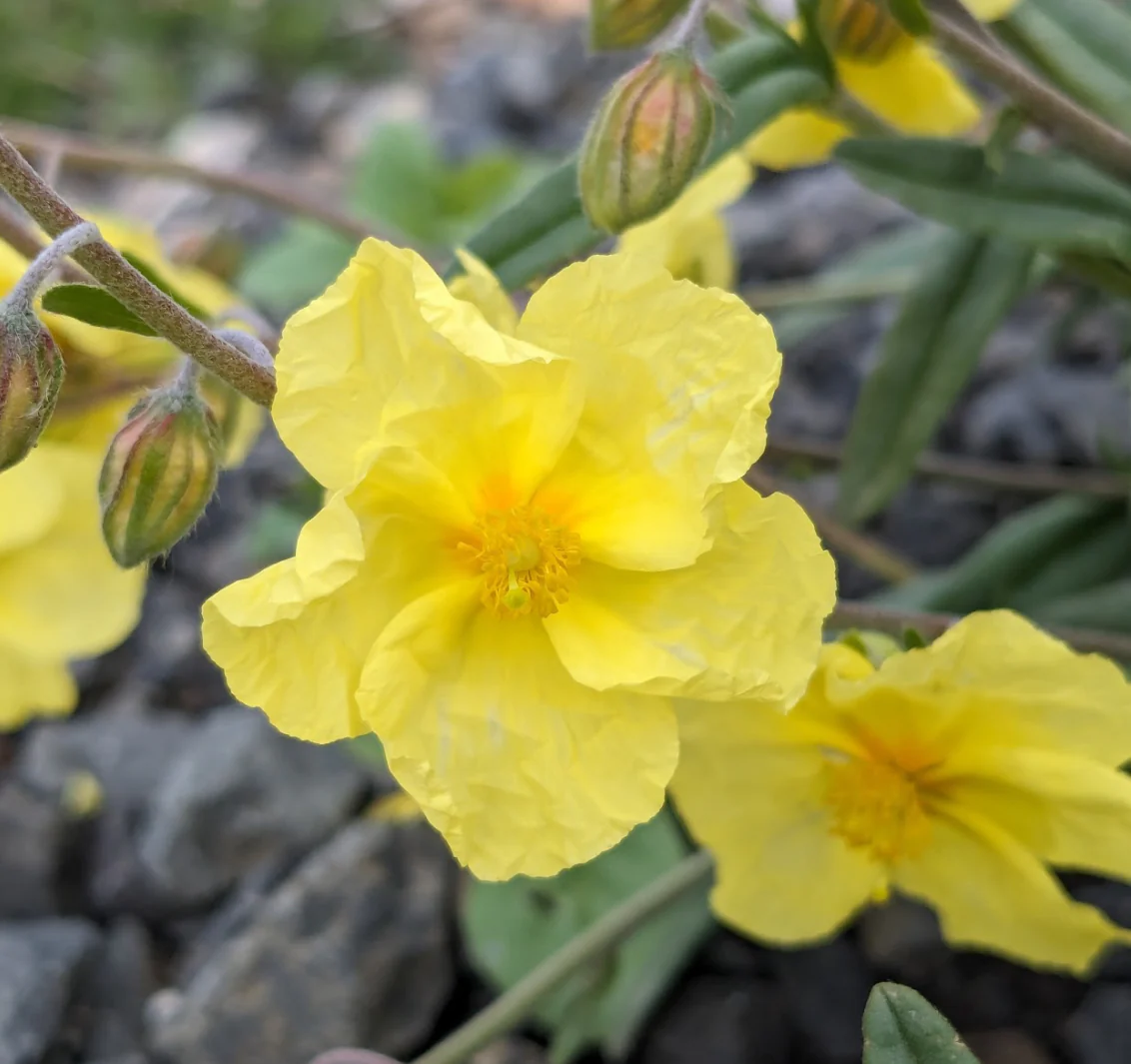 *RETAIL - Helianthemum nummularium 'Wisley Primrose'