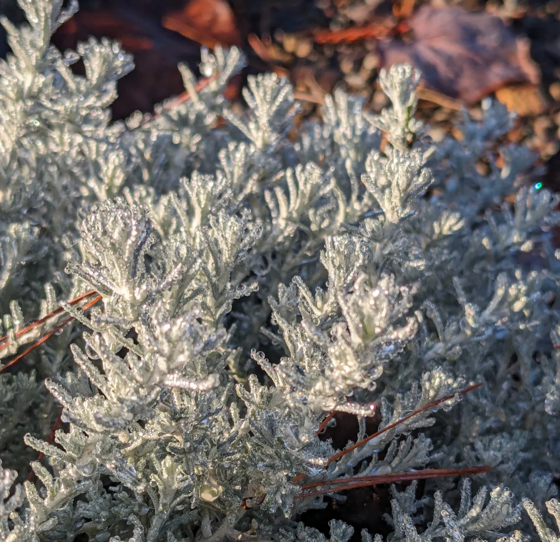 *RETAIL - Helichrysum italicum 'Silver Stitch'