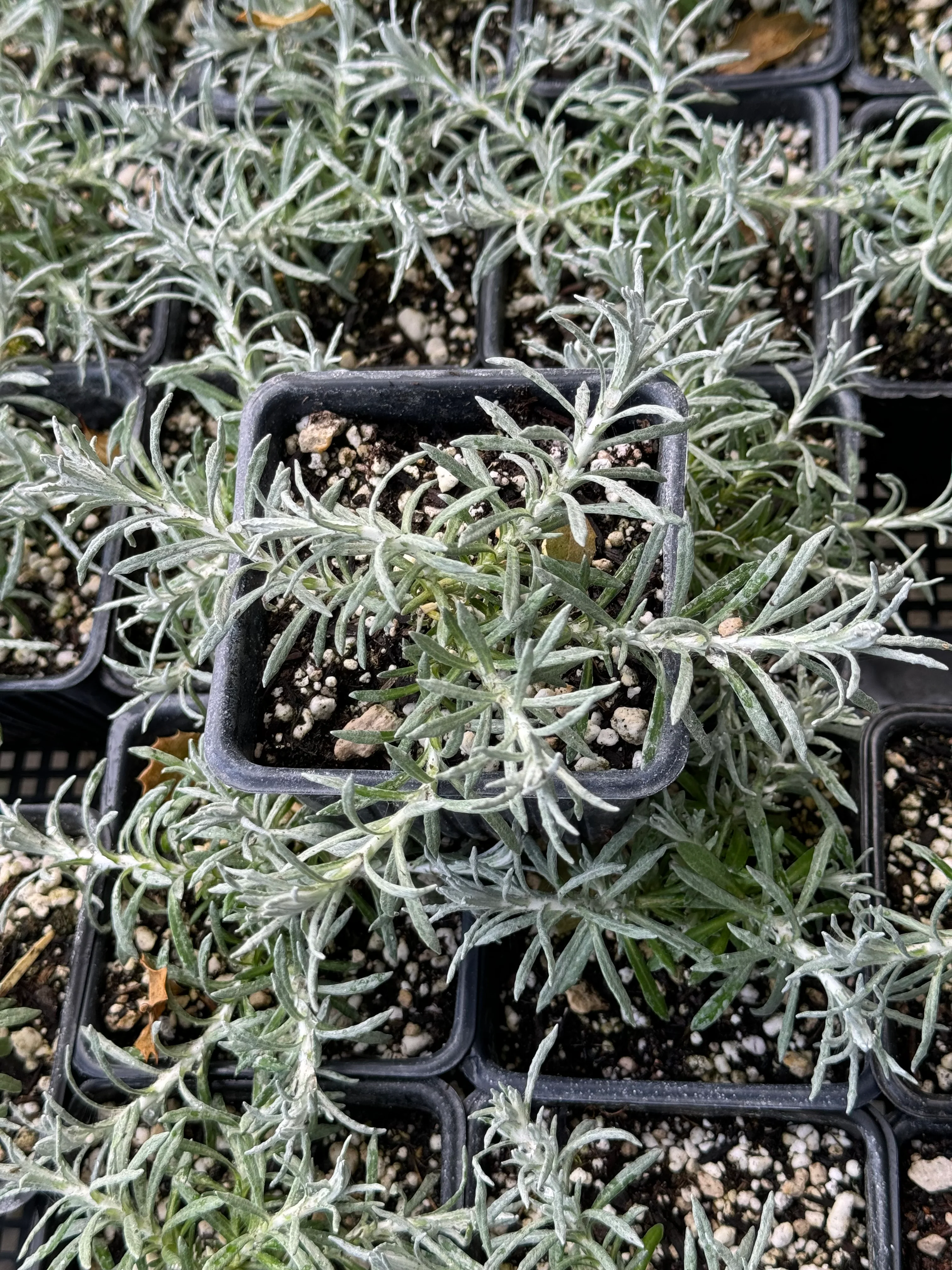 *RETAIL - Helichrysum italicum 'Silver Stitch' - Image 2