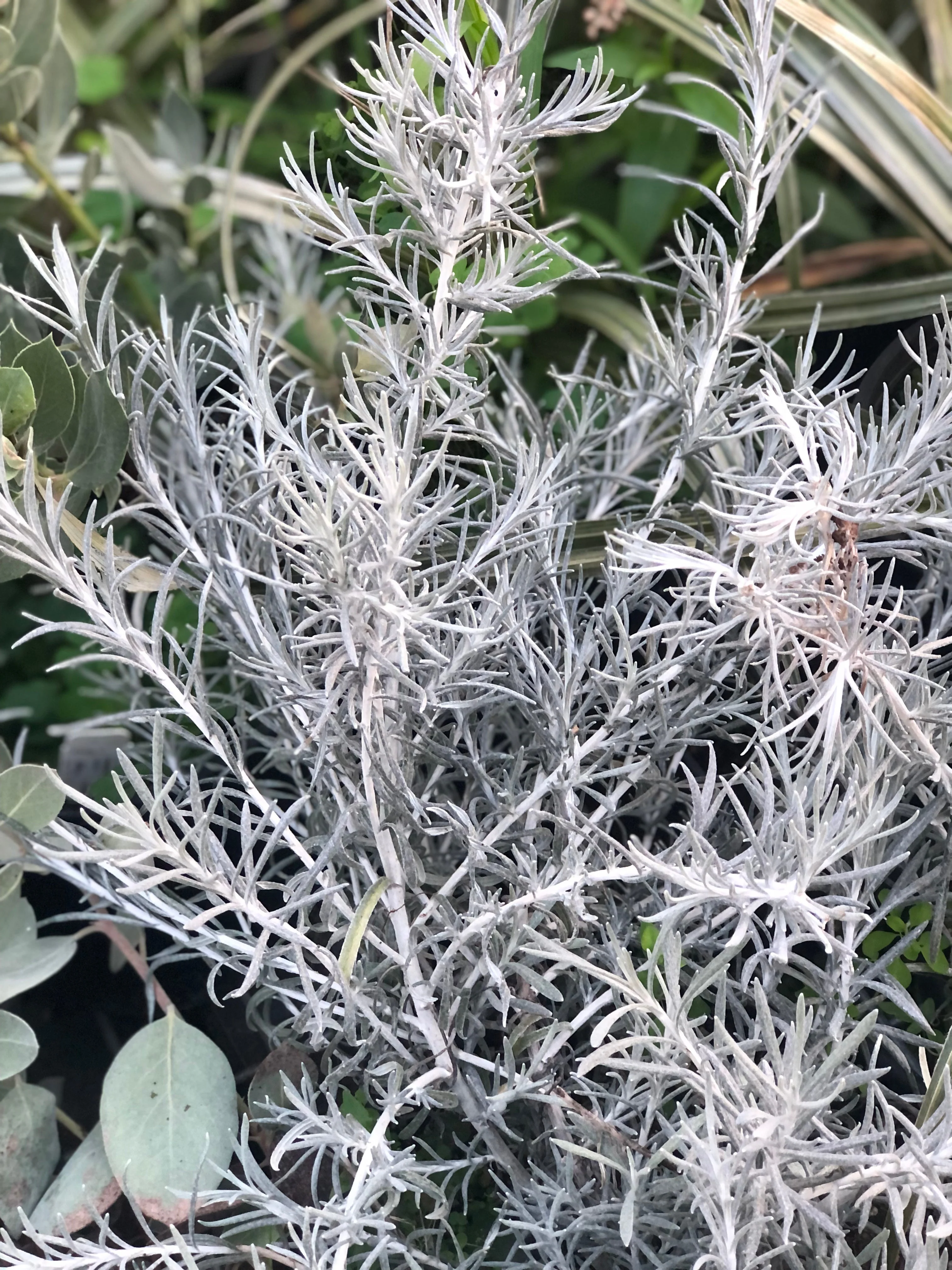 *RETAIL - Helichrysum italicum 'White Icicles' - Image 2