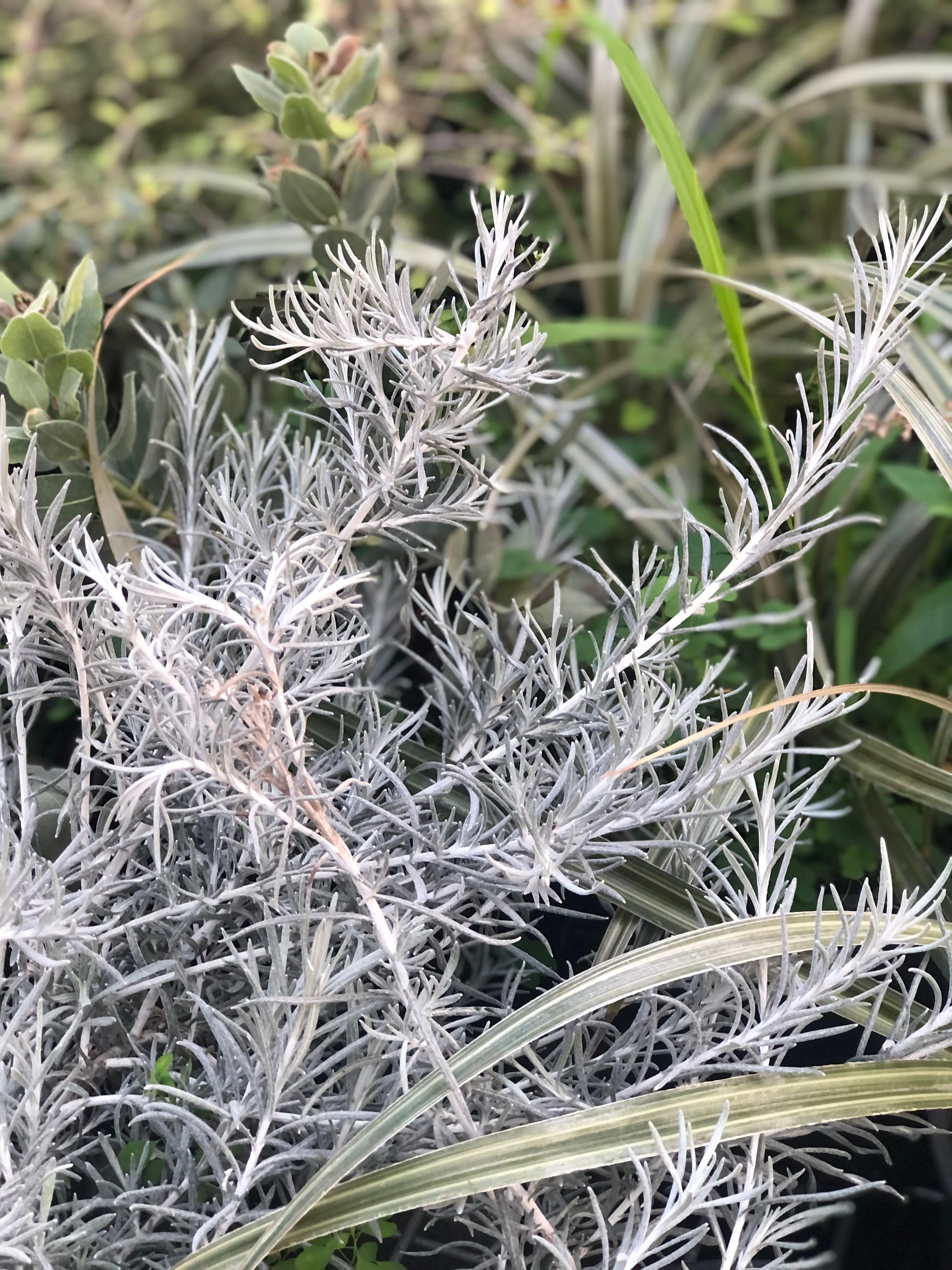 *RETAIL - Helichrysum italicum 'White Icicles' - Image 3