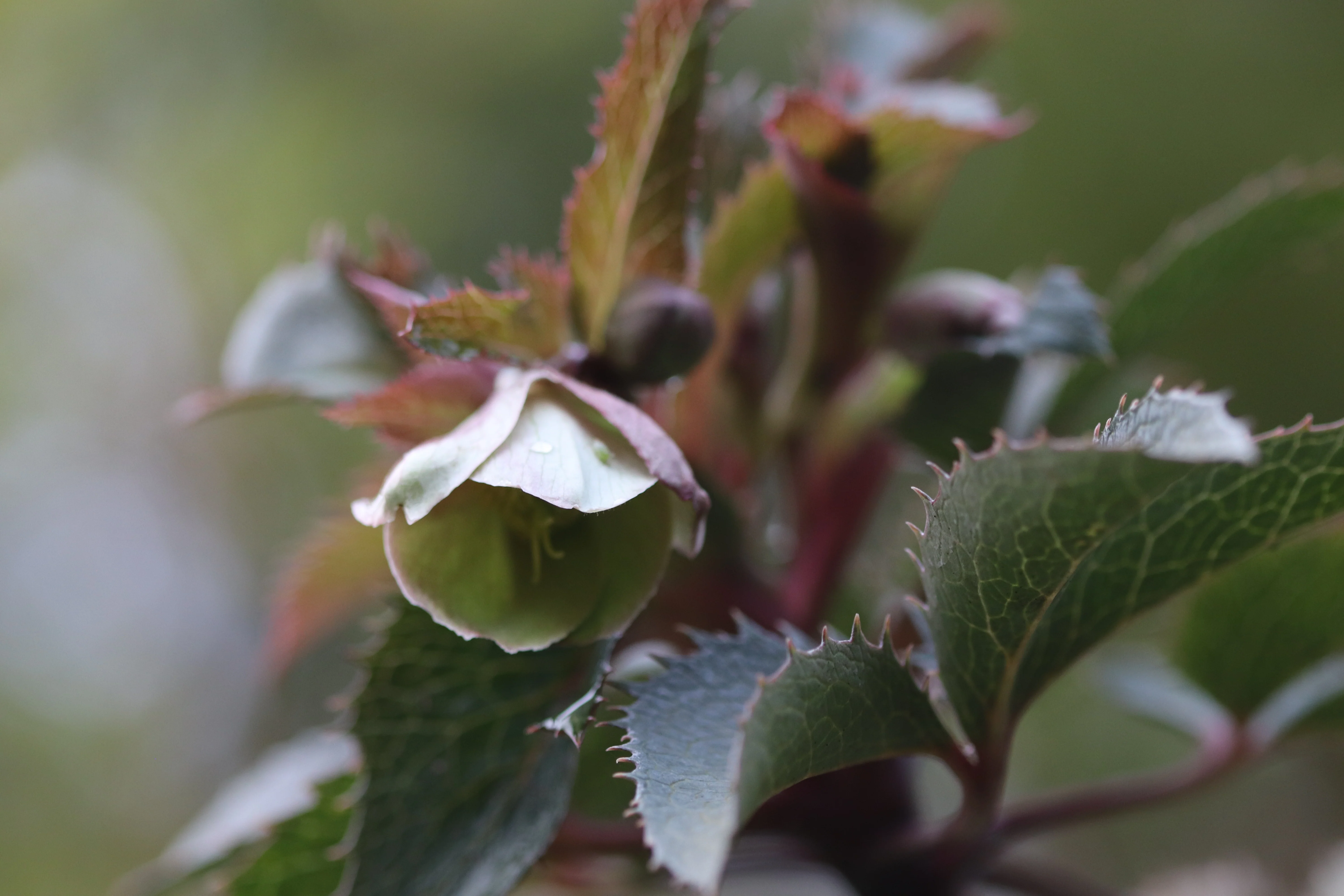 *RETAIL - Helleborus x sternii - Image 2