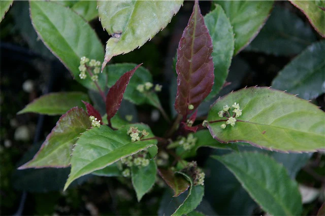 *RETAIL - Helwingia chinensis - Image 2
