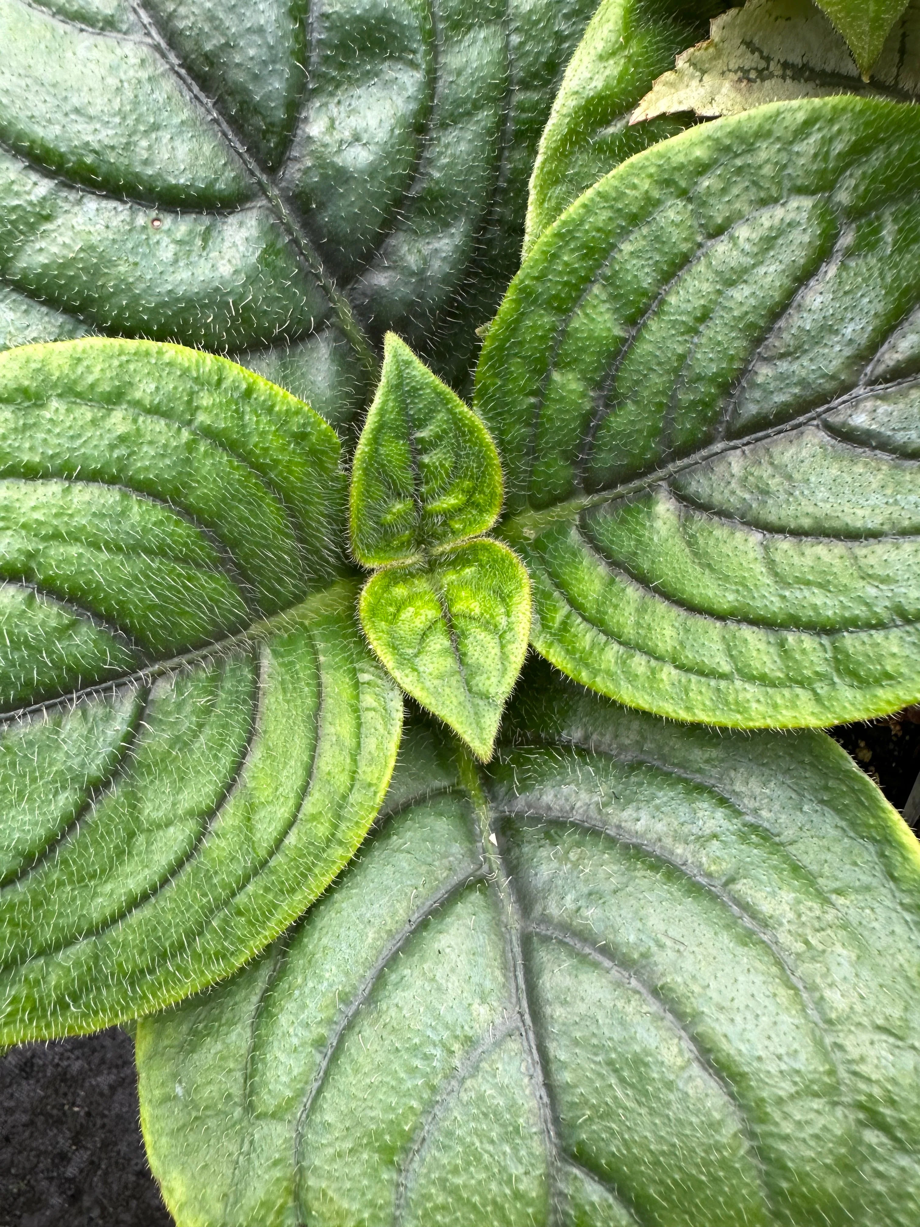 *RETAIL - Hemiboea subacaulis var. jiangxiensis 'Jiangxi Bells'