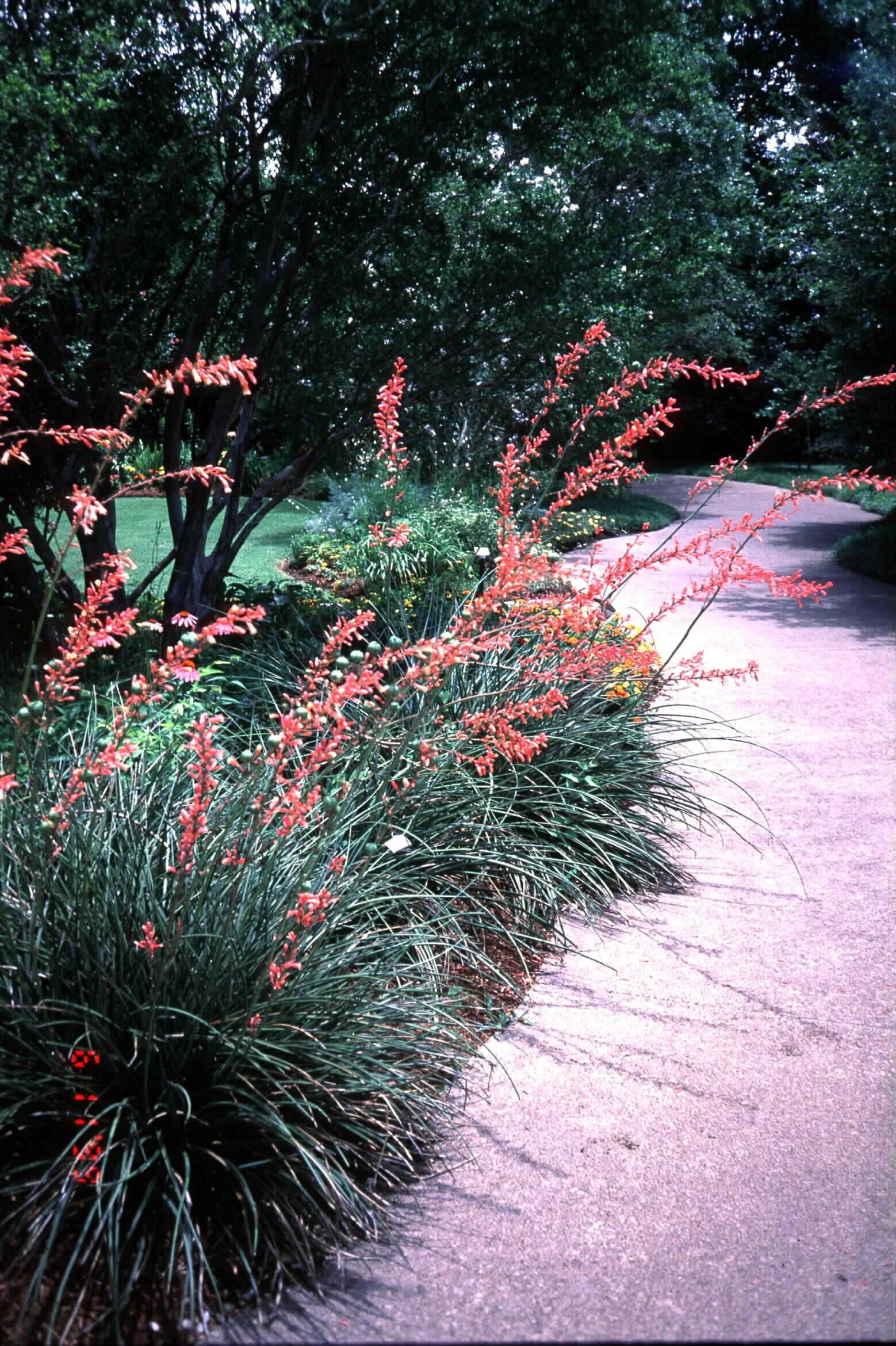 *RETAIL - Hesperaloe parviflora - Image 2