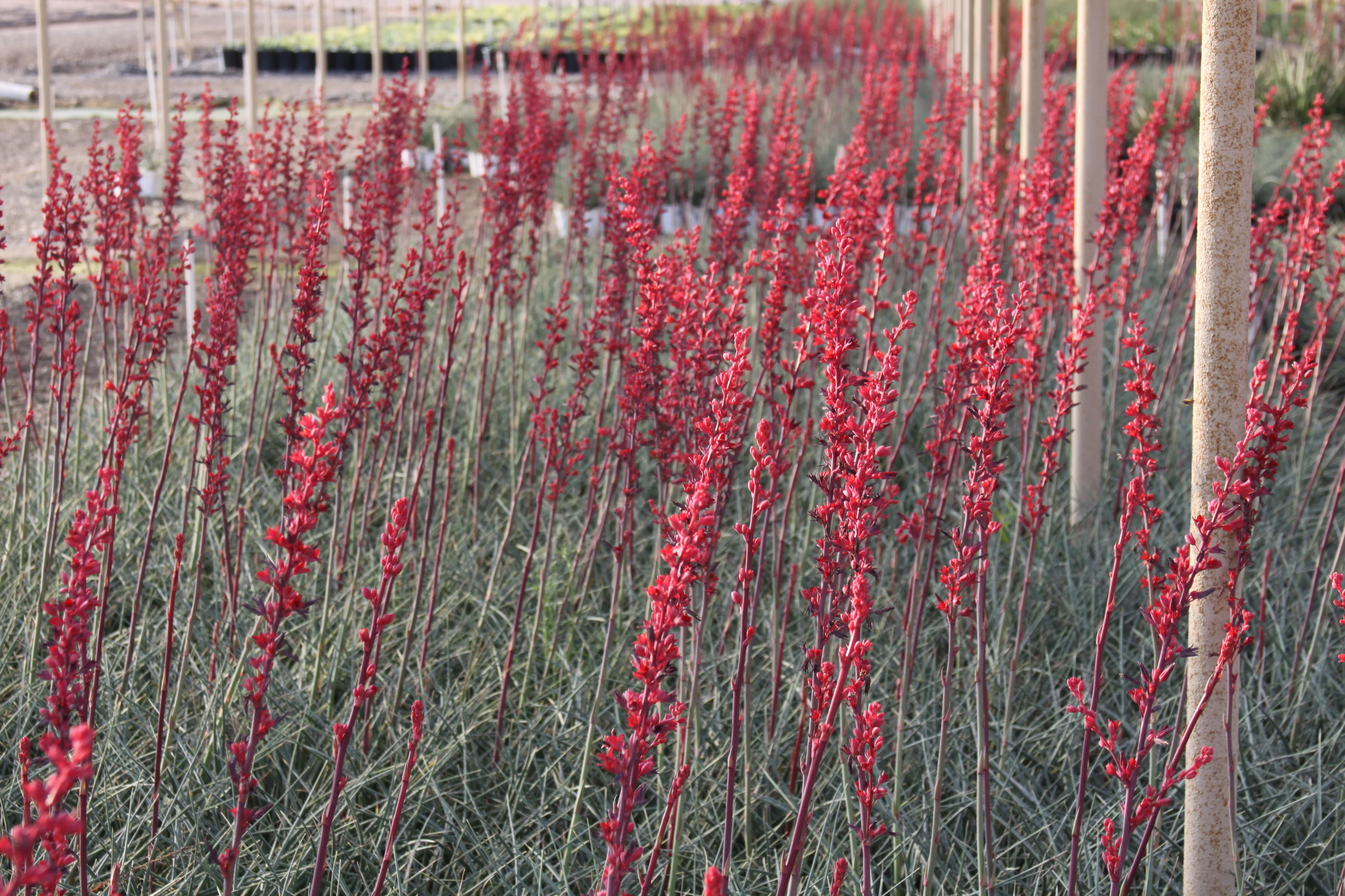 *RETAIL - Hesperaloe parviflora 'Brakelights' - Image 2