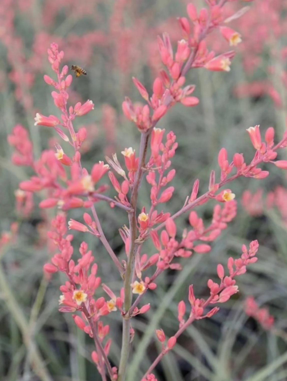 *RETAIL - Hesperaloe parviflora 'Desert Flamenco'