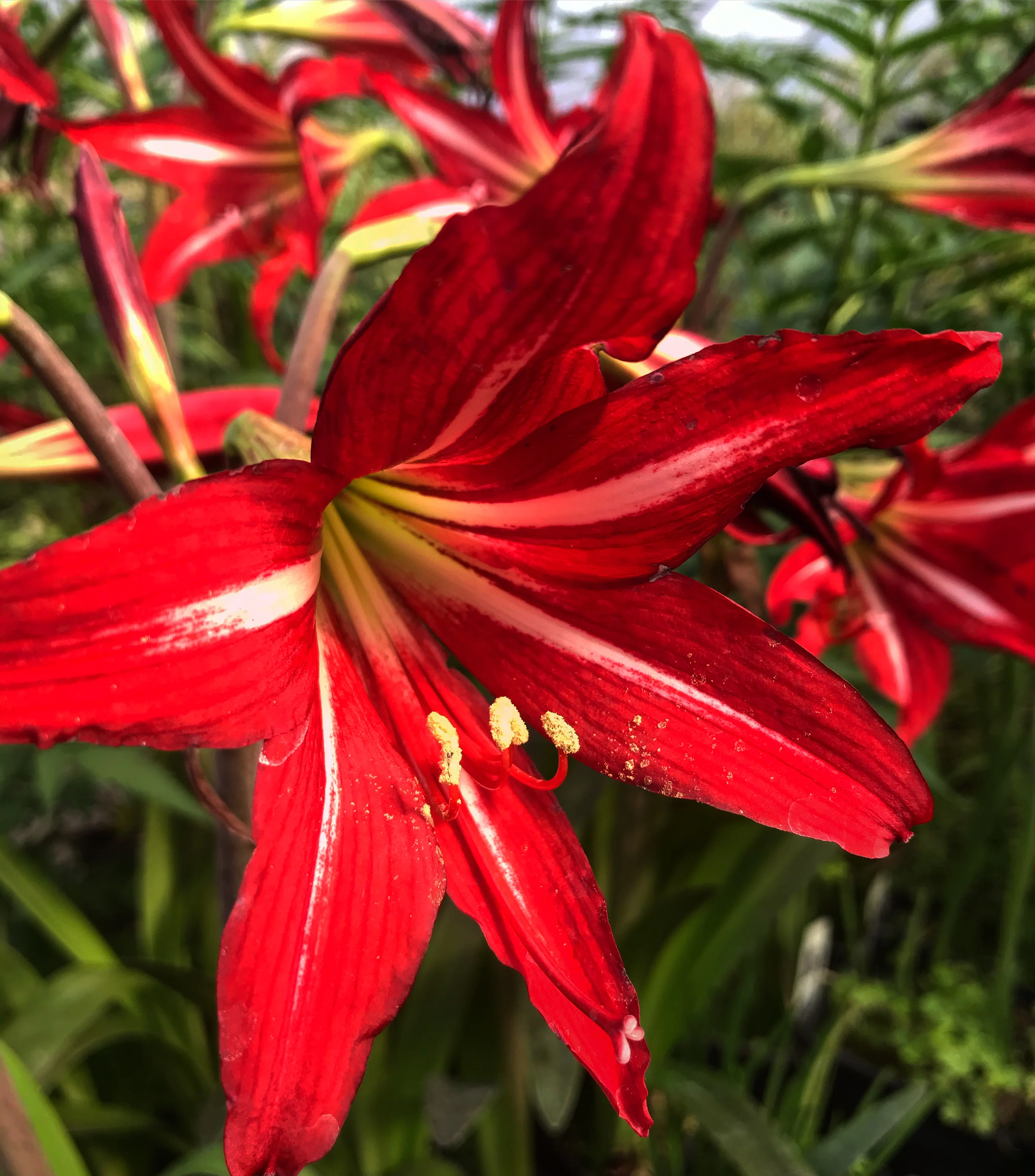 *RETAIL - Hippeastrum x johnsonii