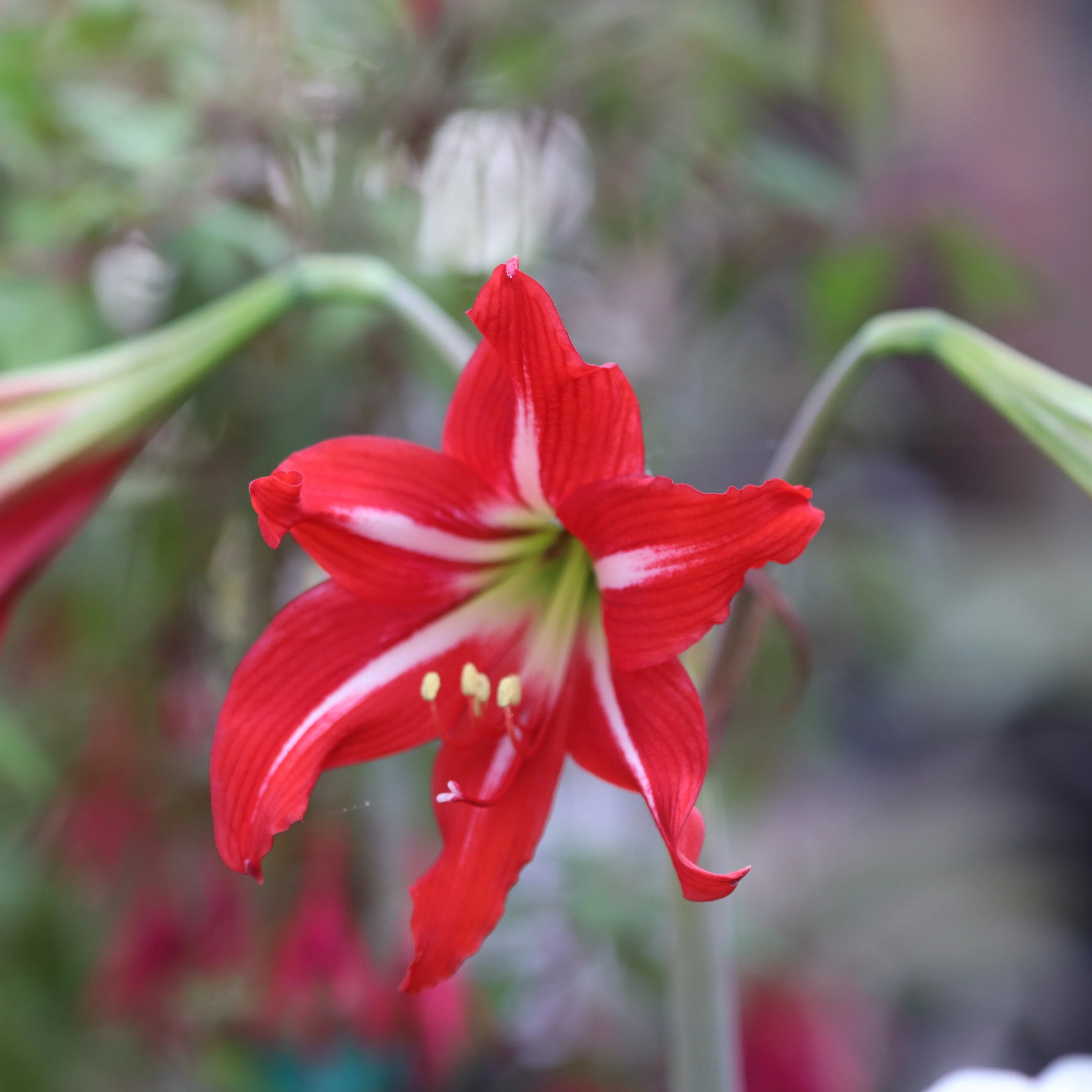 *RETAIL - Hippeastrum x johnsonii - Image 2