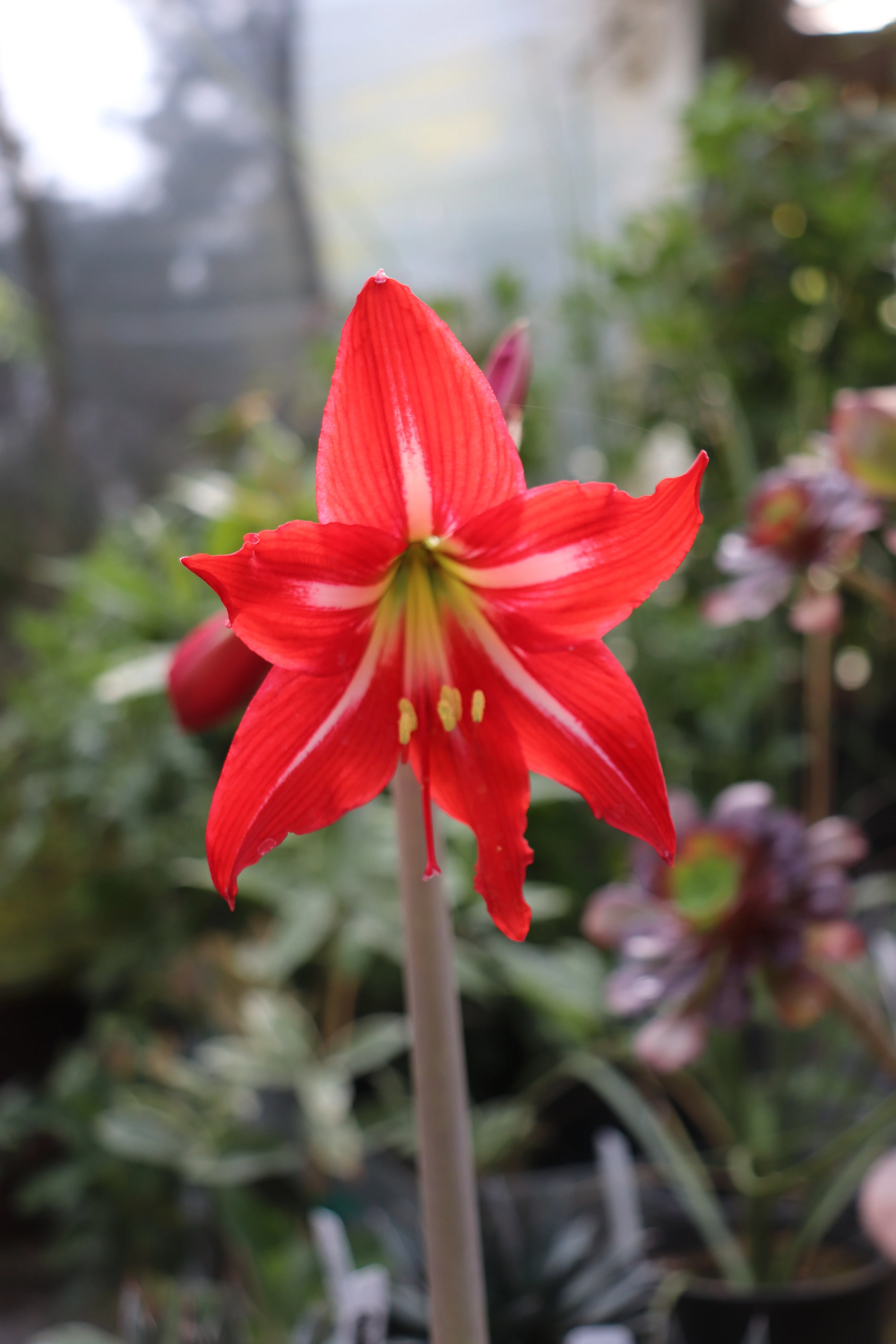 *RETAIL - Hippeastrum x johnsonii - Image 3