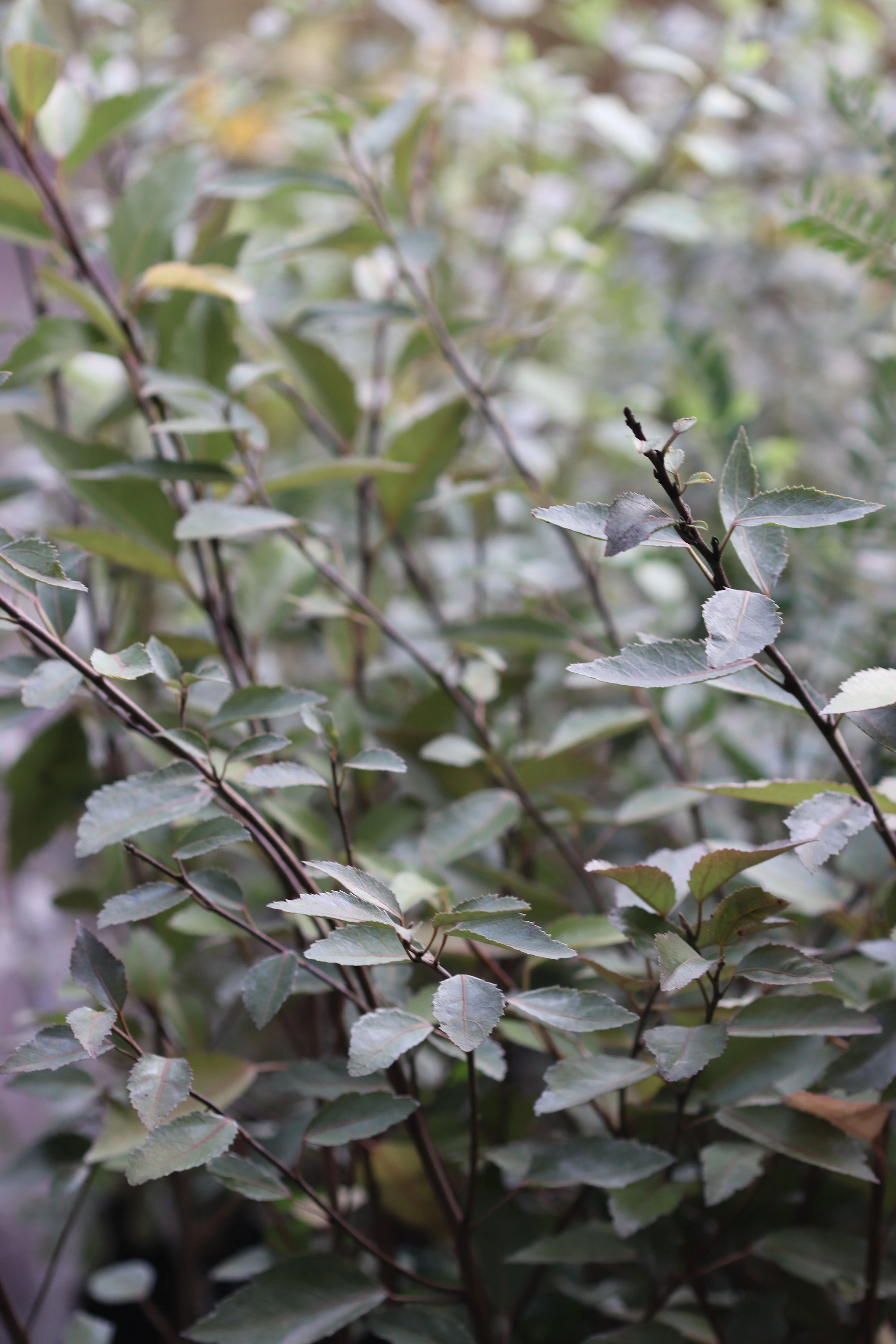*RETAIL - Hoheria sexstylosa 'Stardust' - Image 2