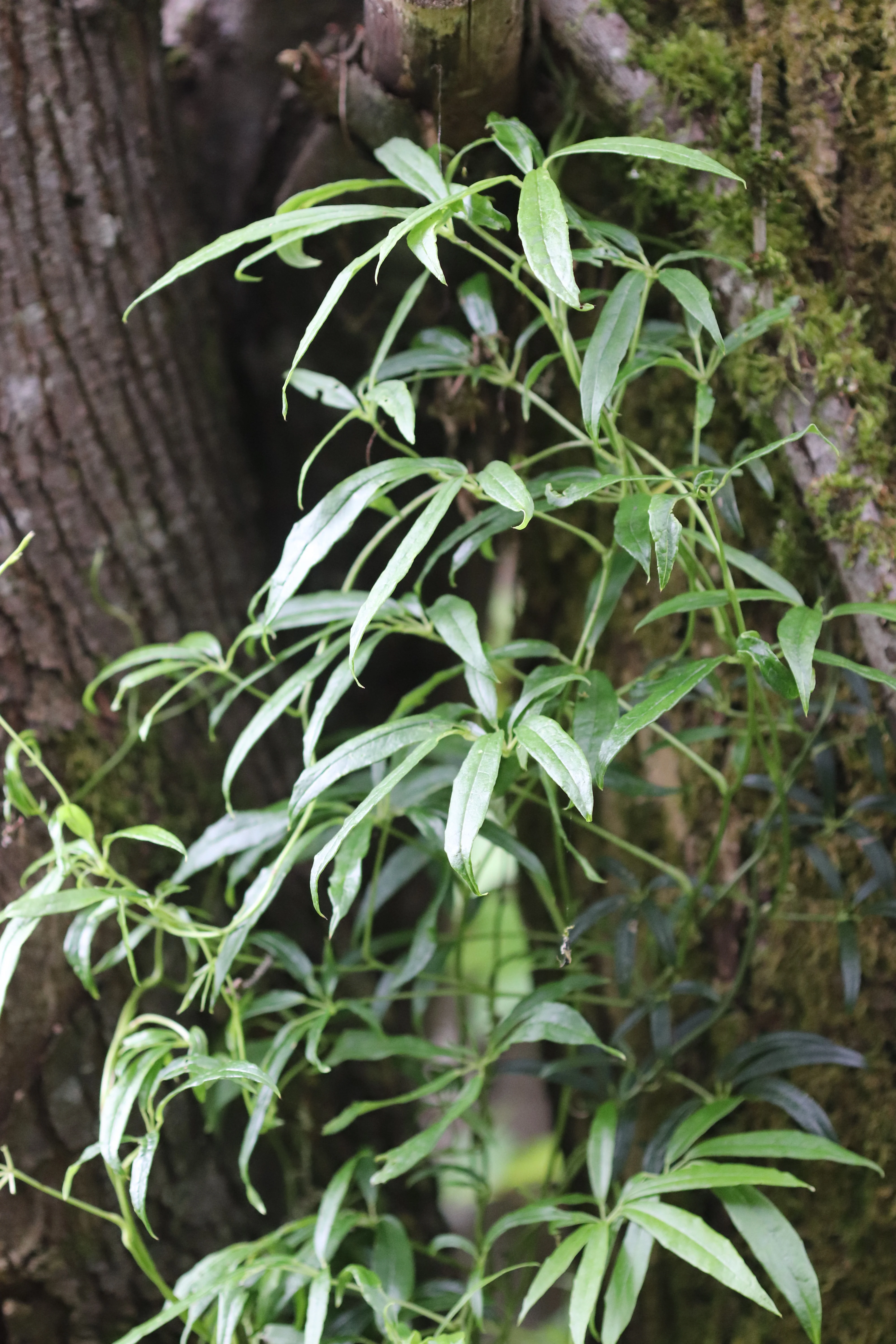 *RETAIL - Holboellia angustifolia - Image 2