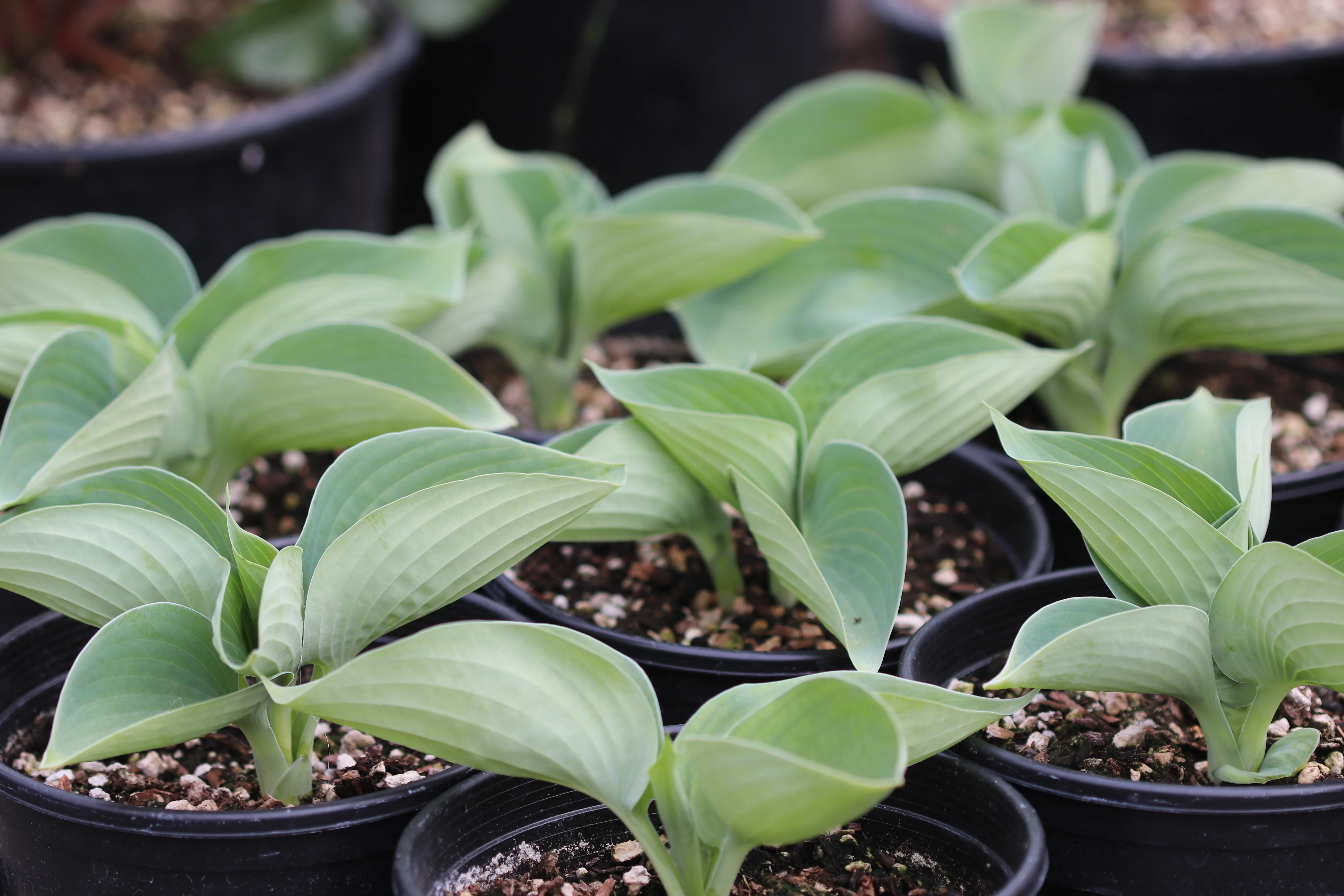 *RETAIL - Hosta 'Albiqua Drinking Gourd' - Image 2