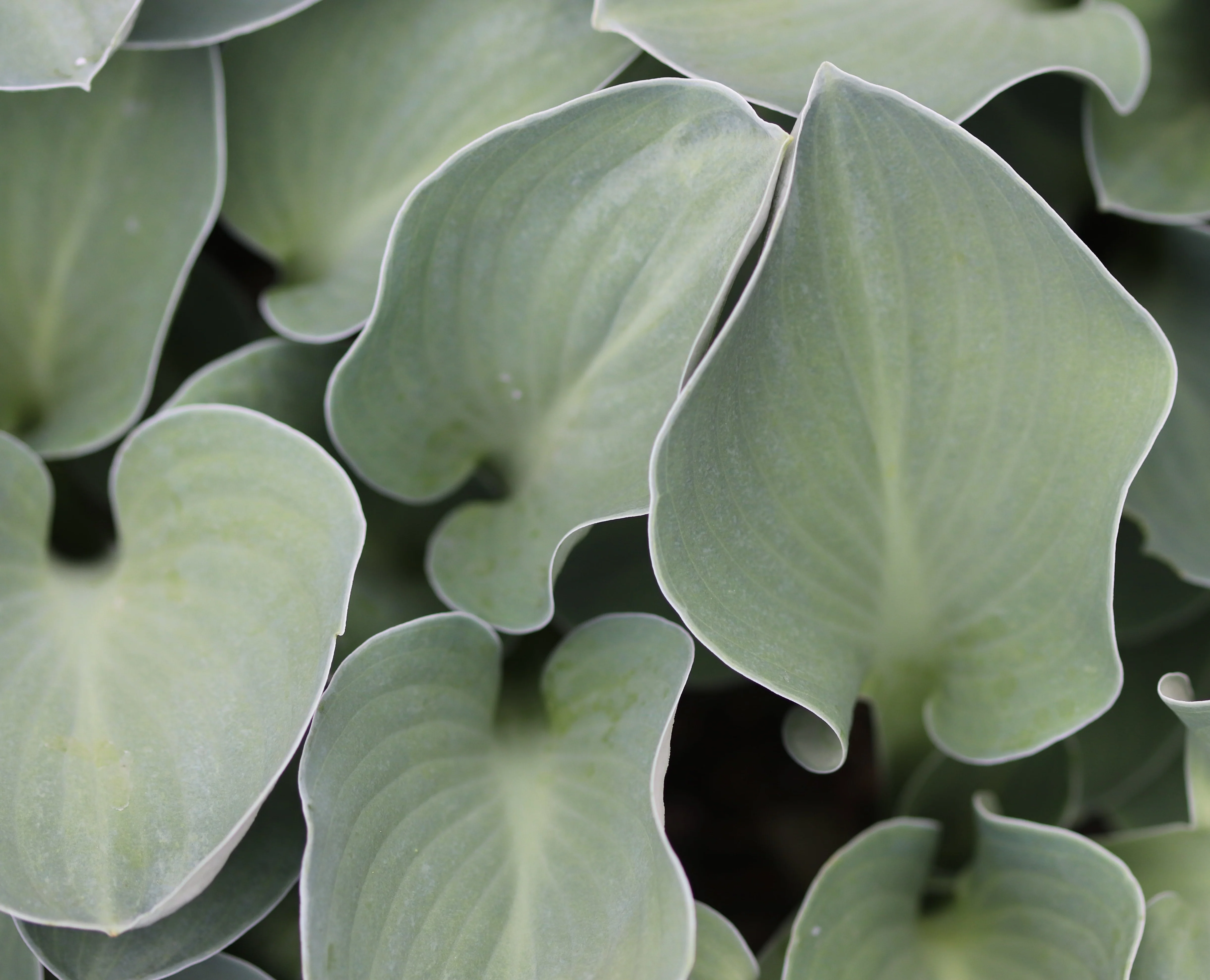 *RETAIL - Hosta 'Blue Mouse Ears' - Image 2