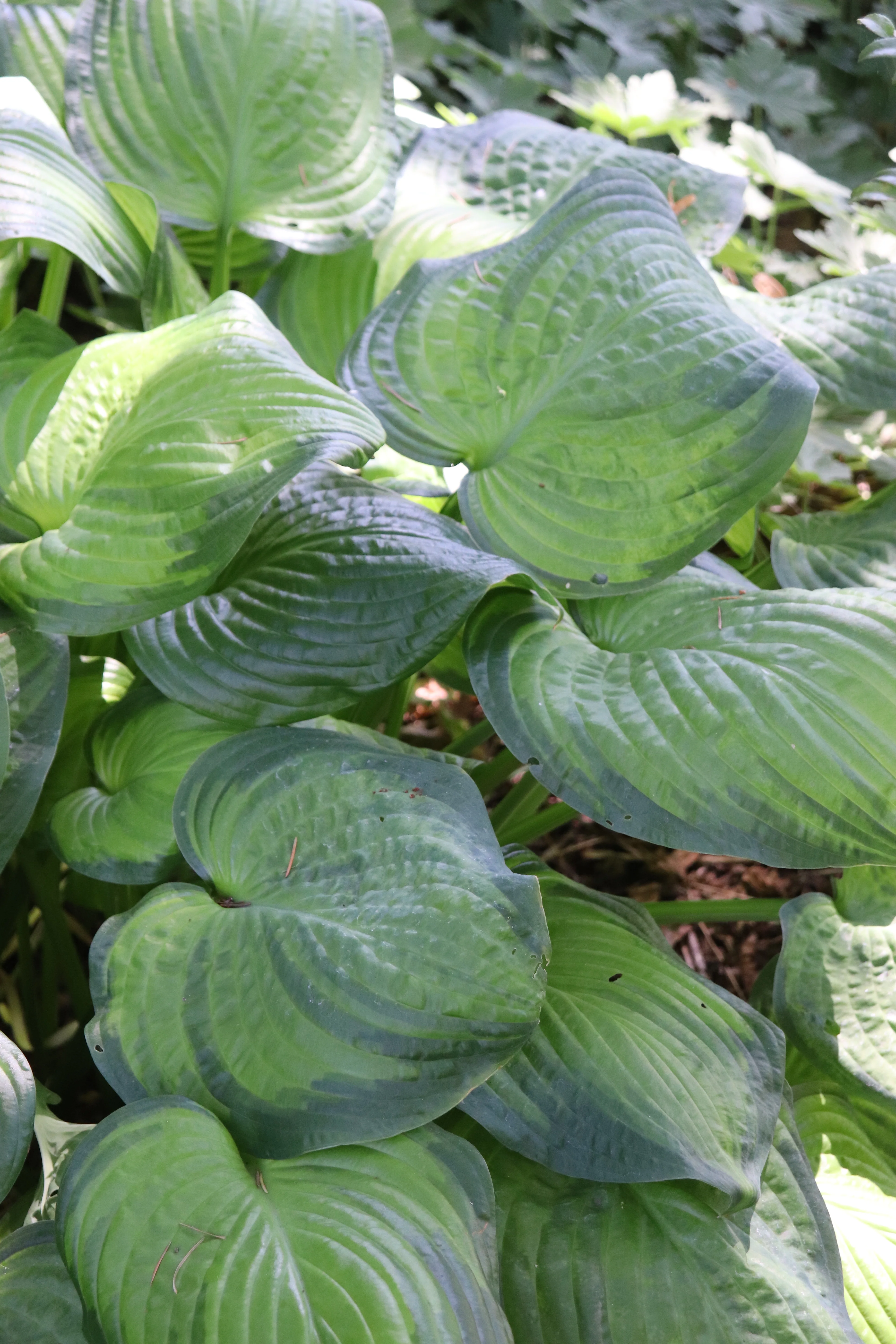 *RETAIL - Hosta 'Guacamole' - Image 2