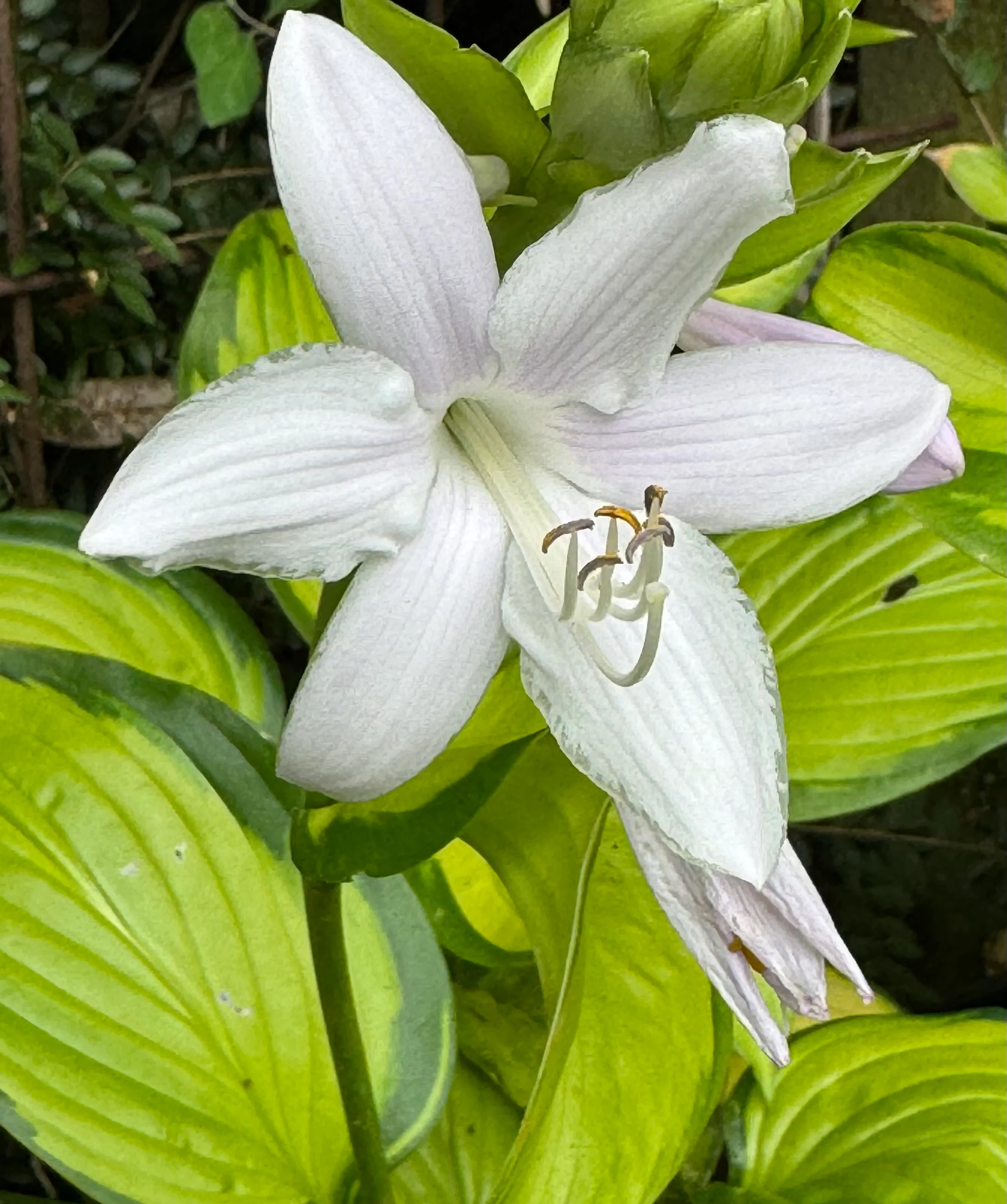 *RETAIL - Hosta 'Stained Glass' - Image 2