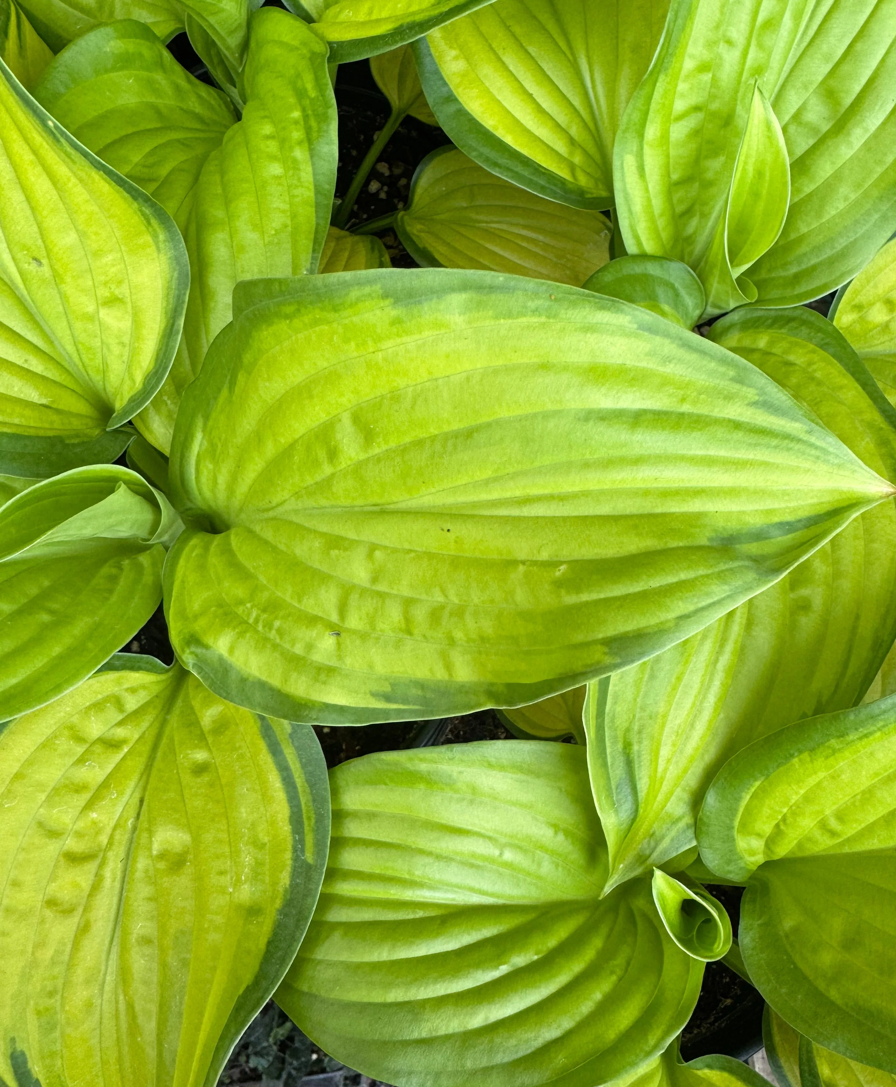 *RETAIL - Hosta 'Stained Glass' - Image 3