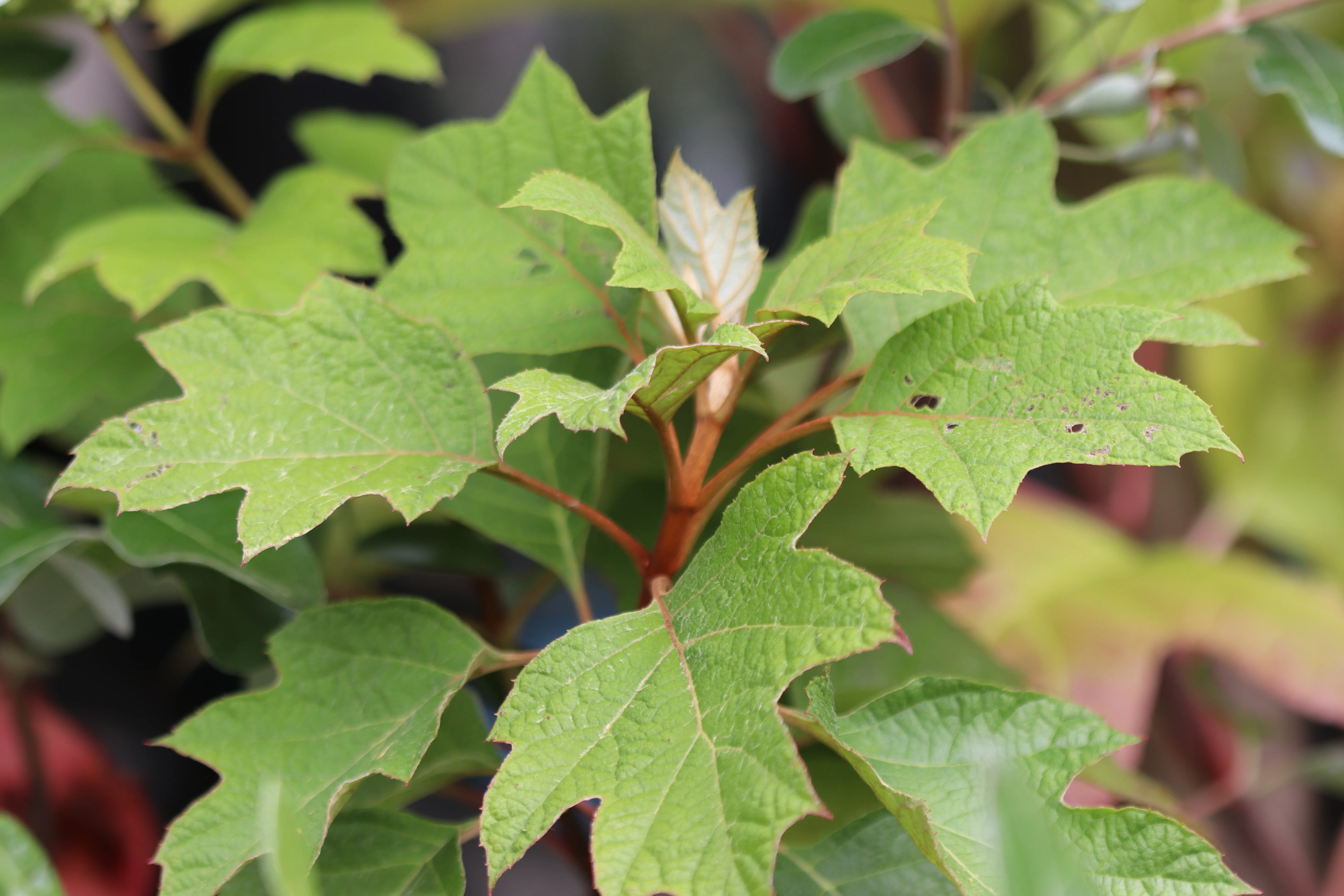 *RETAIL - Hydrangea quercifolia 'Ruby Slippers' - Image 2